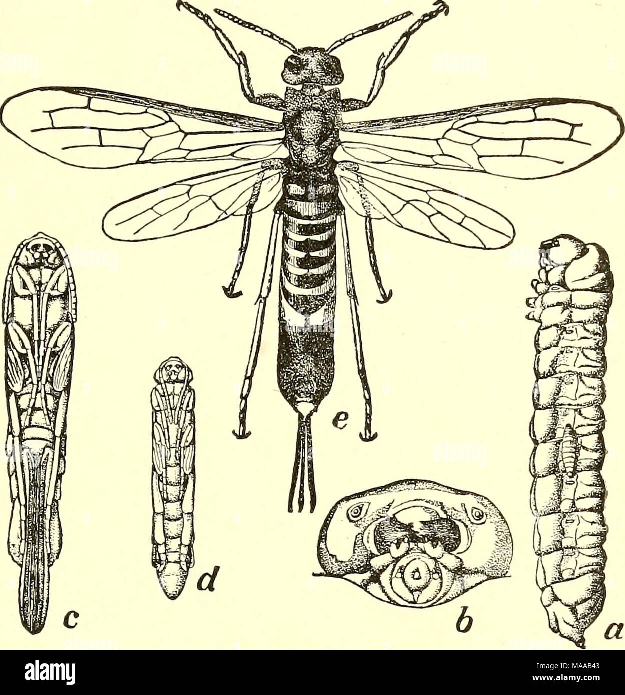 . Entomologia economica per l'agricoltore e frutta-coltivatore [microformati] : e per uso come un libro di testo nelle scuole agrarie e collegi . Pigeon Tremex, T. columba.-a, larva, con giovani larve di Thalessa fissato al suo lato- ; b, la sua testa ; c, d, femmina e maschio di pupe ; &lt;?, femmina. in grado varietà 3f alberi, compresi maple, olmo, hickory e faggio, e fori nel legno massello, di solito quando l'albero sta iniziando a morire, o è addirittura morto, ma non decaduto. Di fronte a questi insetti è sempre piuttosto di una questione difficile, perché non abbiamo i mezzi per ottenere nelle piante infestate con insetticidi Foto Stock