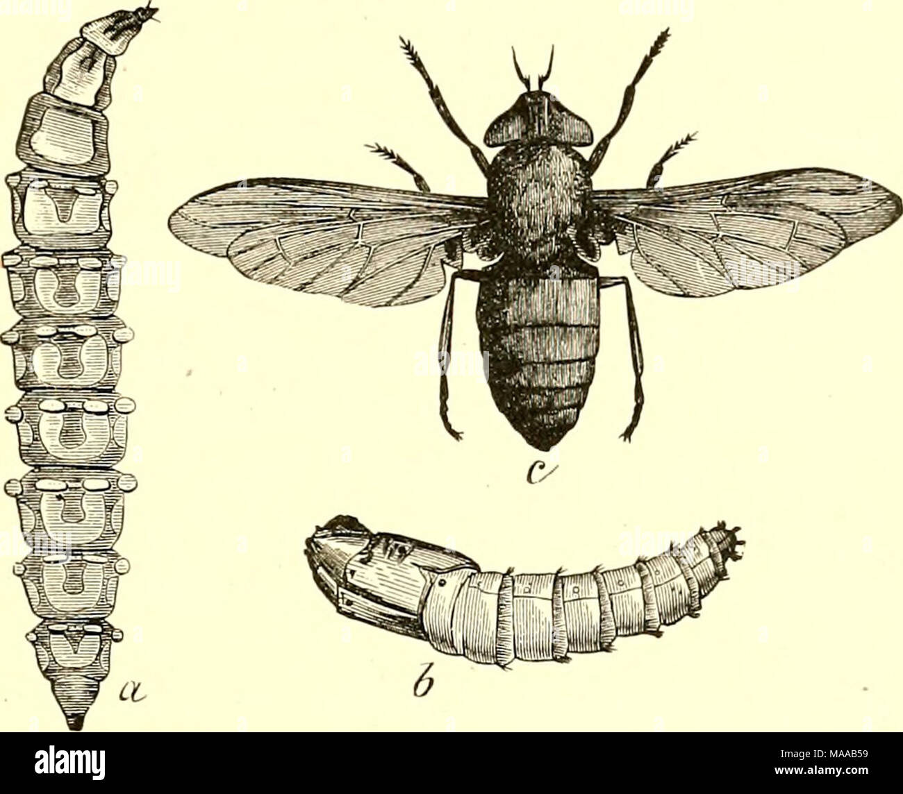 . Entomologia economica per l'agricoltore e frutta-coltivatore [microformati] : e per uso come un libro di testo nelle scuole agrarie e collegi . a. 6 cavalli di volare, Tabanus ia&GT;Uta.-,a.rva.; i^, pupa ; f, adulto. accreditata di qualche beneficio, fatto che essi abitano luoghi frequentati da insetti dannosi ; ma nella migliore delle ipotesi sono innocui, a differenza dei loro genitori in questo come in tutti gli altri aspetti. Cavalli guidato attraverso i distretti mal infestato da questi insetti devono essere arredate con una pezza di rete e, se esso è necessario per tenere gli animali in qualsiasi momento esposti ad attacchi, l'olio di pesce e auto- bolic miscela di acido già ri Foto Stock