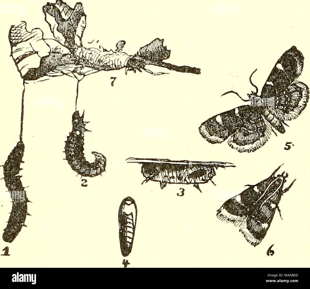 . Entomologia economica per l'agricoltore e frutta-coltivatore [microformati] : e per uso come un libro di testo nelle scuole agrarie e collegi . per penetrare i veli e di entrare in contatto diretto con le larve. A volte gli insetti di questa serie non sono confinate al verde della vegetazione, come nel caso del " trifoglio fieno worm", Asopia costalis, che attacca il lavaggio a secco o parzialmente prodotto secco, fettucce e causando più o Fig. 356. meno pregiudizio. Il suo vicino alleato, Pyralis farinalis, possono essere trovati nei fienili o cestini dove il grano è incautamente memorizzato e il caterpil- lars fare piccoli tubi, formata partia Foto Stock