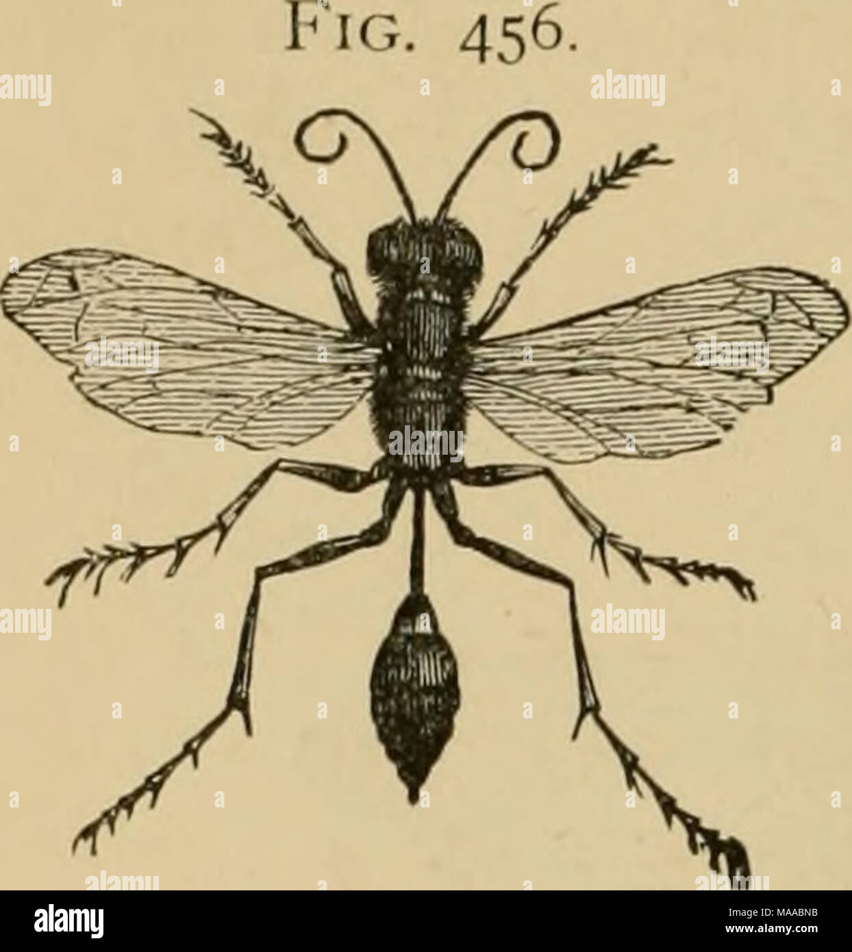 . Entomologia economica per gli agricoltori e i coltivatori di frutta e per uso come un libro di testo nelle scuole agrarie e collegi; . 402 Un economico entomologia. collegato con il torace per mezzo di un lungo peduncolo o pedicel. Questi appartengono alla famiglia Sphecida, di cui la maggior parte costruiscono i loro nidi metropolitana e la loro disposizione con ragni, bruchi, o altre larve. Altri, noto come " fango-daubers", specie di Pelopceus, gesso i loro nidi contro out-case, in tutti i tipi di angoli e sotto tutti i tipi di rifugi. Essi sono a volte costruito singolarmente, ma di solito in gruppi e possono cons Foto Stock