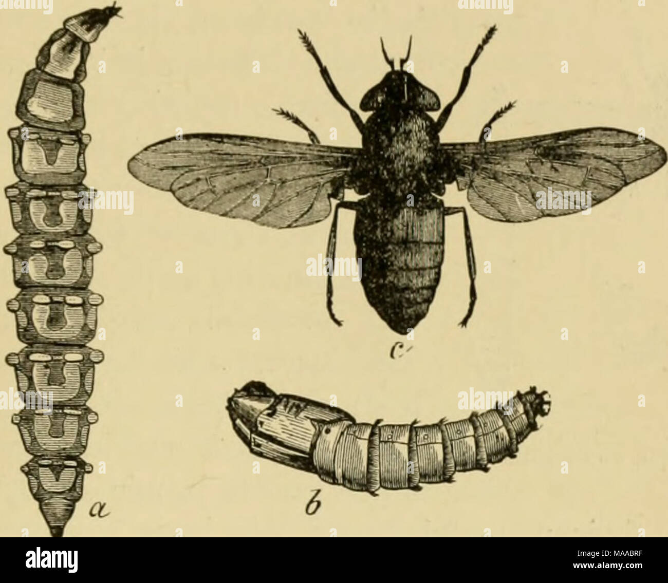 . Entomologia economica per gli agricoltori e i coltivatori di frutta e per uso come un libro di testo nelle scuole agrarie e collegi; . un 6 cavalli-fly, Tabanus atraius.-a, larva ; b, pupa ; c, adulto. accreditata di qualche beneficio, fatto che essi abitano luoghi frequentati da insetti dannosi ; ma nella migliore delle ipotesi sono innocui, a differenza dei loro genitori in questo come in tutti gli altri aspetti. Cavalli guidato attraverso i distretti mal infestato da questi insetti devono essere arredate con una pezza di rete e, se esso è necessario per tenere gli animali in qualsiasi momento esposti ad attacchi, l'olio di pesce e auto- bolic miscela di acido già consigliato può Foto Stock