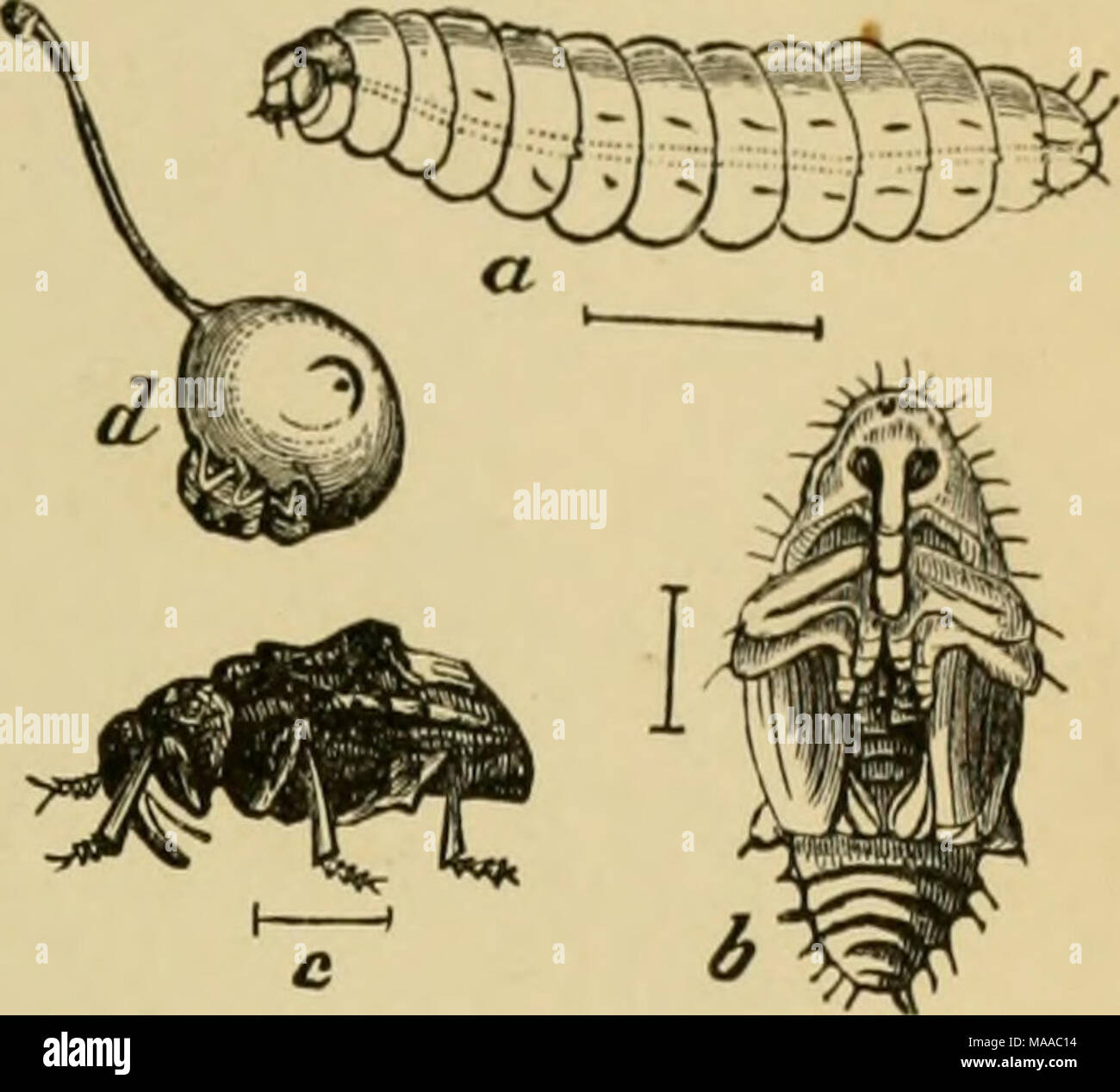 . Entomologia economica per gli agricoltori e i coltivatori di frutta e per uso come un libro di testo nelle scuole agrarie e collegi; . Prugna-curculio, Conotrachelits iinnt- phar.-a, larva ; b, pupa ; r, adulto ; (/, beetle al lavoro su una giovane ])lum, mostra- ing una mezzaluna mark. foglie di prugna, pesca, albicocca, ciliegia, mela e pera. Quando il frutto ha impostato e diventare delle dimensioni di un marmo, l'insetto rende una mezzaluna-feritoia sagomata, elevando una piccola flaj) dall'sur- arrotondamento di tessuto, e in questo si stabilisce un Q^<g. Quest'ultimo portelli in pochi giorni e il colore biancastro, grub-come larva di fori in una sola volta a vedere Foto Stock