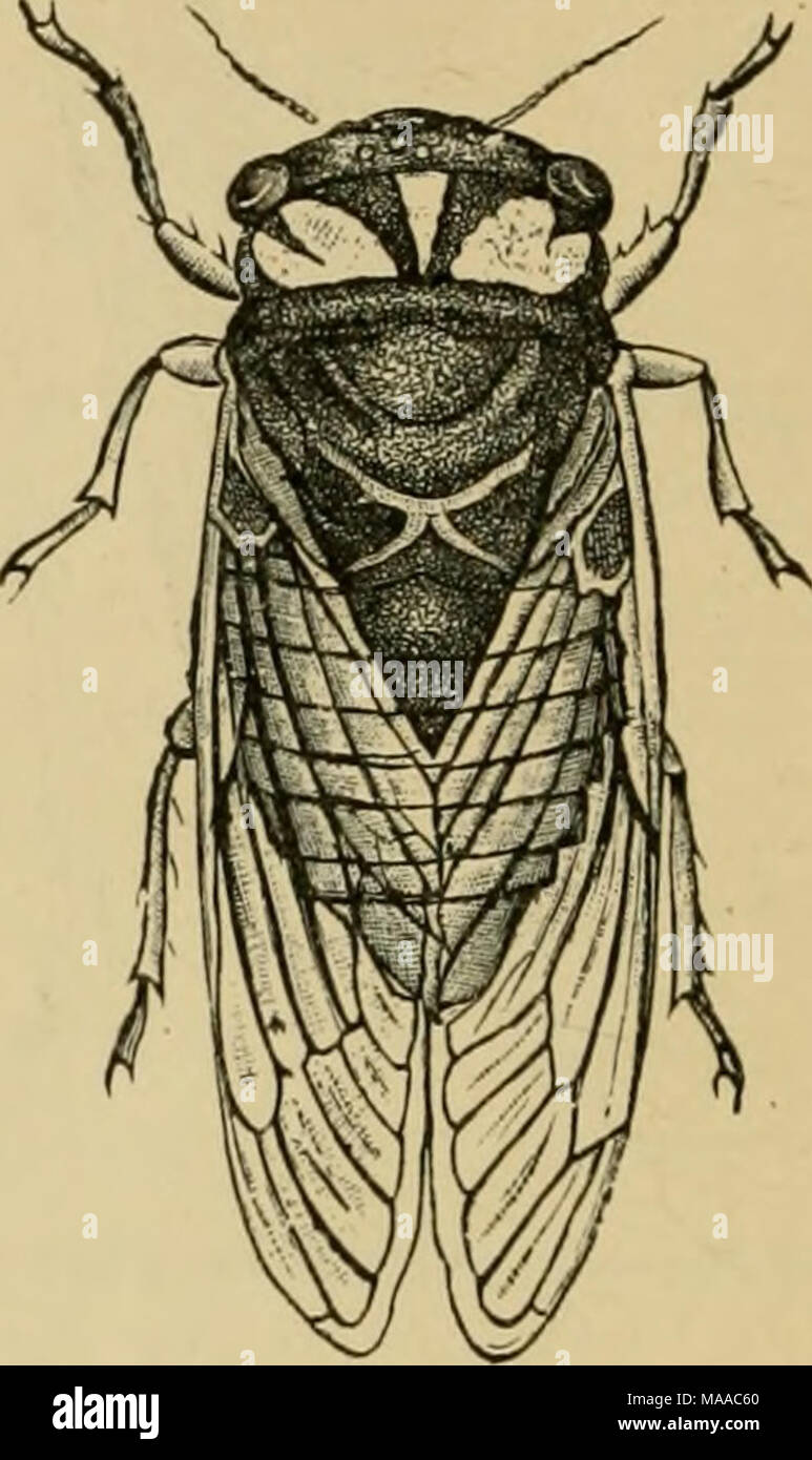 . Entomologia economica per gli agricoltori e i coltivatori di frutta e per uso come un libro di testo nelle scuole agrarie e collegi; . un, Ceresa bubalus. ovipositing nelle fessure b ; le uova, d, disposti come in c, vecchio, graffiato punc- tures mostrato in corrispondenza di e. Il cane-giorno harvest-fly, Cicala tibicen. rumore di scatto ogni volta che il fondo è costretto a cambiare da convessa verso l'interno a convessità verso l'esterno. Da un estremamente rapido a scatto dei "convessa drum" della cicala, il continuo shrilling suono è prodotto, intensificato e modificato dai vari- unità organizzative tese membrane più o meno che la circondano. La maggior parte famou Foto Stock