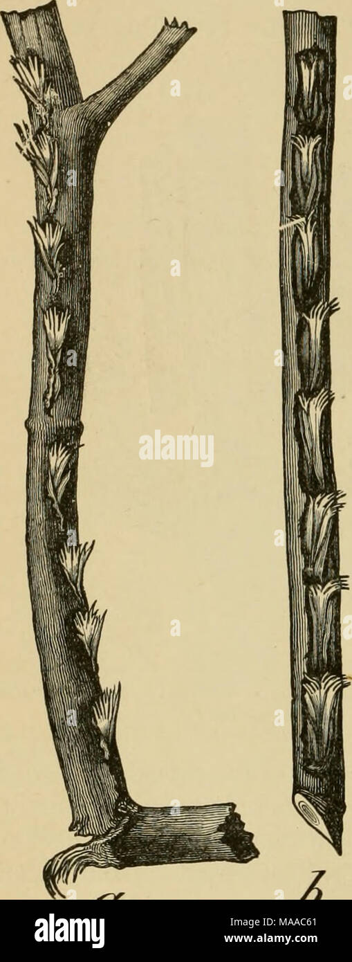 . Entomologia economica per gli agricoltori e i coltivatori di frutta e per uso come un libro di testo nelle scuole agrarie e collegi; . Cicala uovo-forature: a, preparata di fresco; in b, vecchi e disteso. Foto Stock