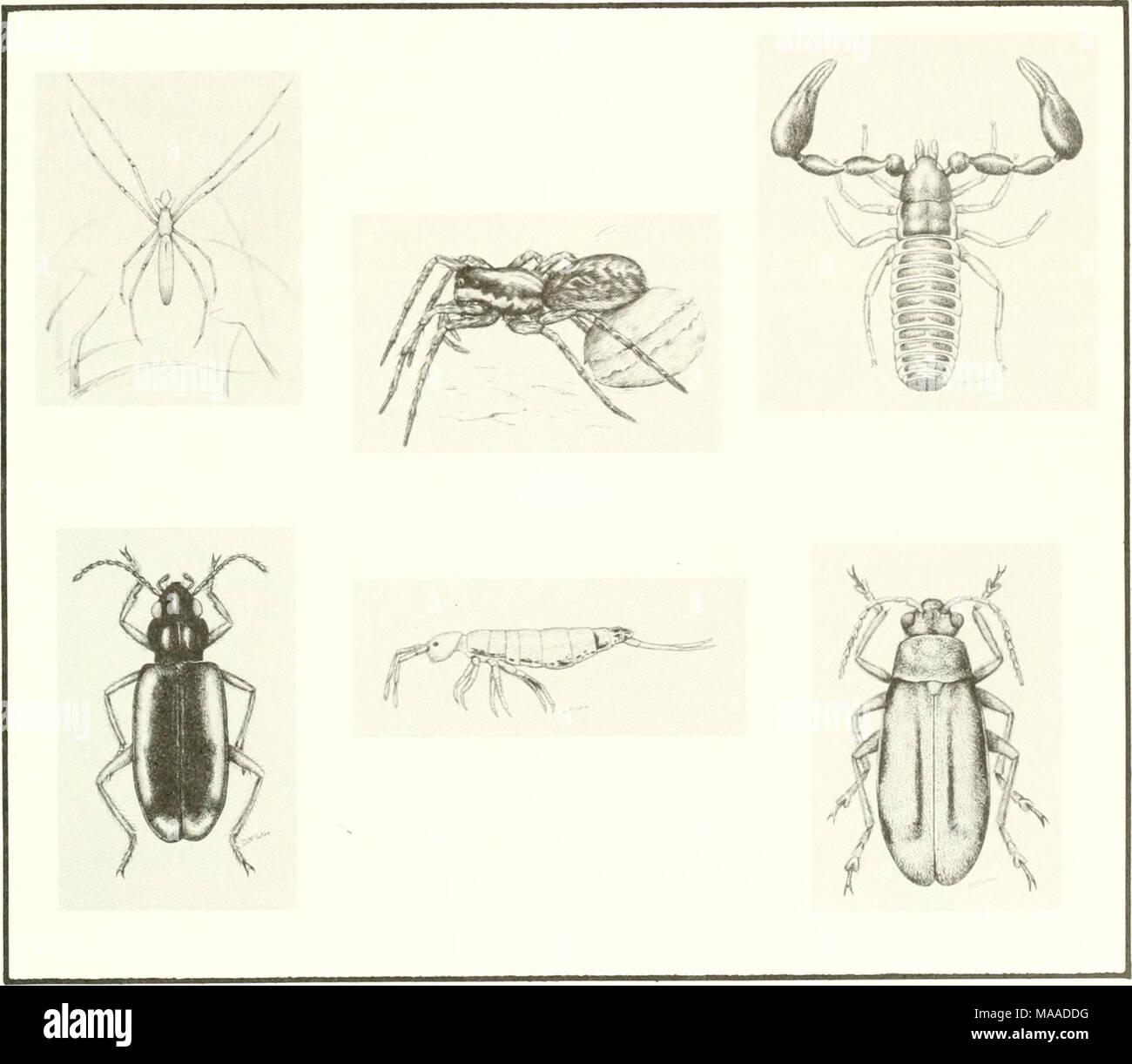 . L'ecologia di Tijuana estuario, California : un cittadino di estuario riserva di ricerca . Figura 3.5. Selezionate gli insetti ed aracnidi della Palude Salata. Sono illustrati due ragni, Tetragnatha laboriosa (in alto a sinistra, corpo 10 mm di lunghezza) e Pardosa ramulosa (corpo 10 mm; illustrato con uova); il pseudoscorpion (Halobisium occidentals; Chelonethida), che si ritrova con pickleweed; il springtail (Collembola: Isotomidae, Isotoma sp.; Centro fondo), molto piccola ma abbondanti specie, soprattutto in impianti di detriti; e due coleotteri, Tachys corax (in basso a sinistra) e Eurynephala maritima (inferiore destro, del corpo 6 Foto Stock