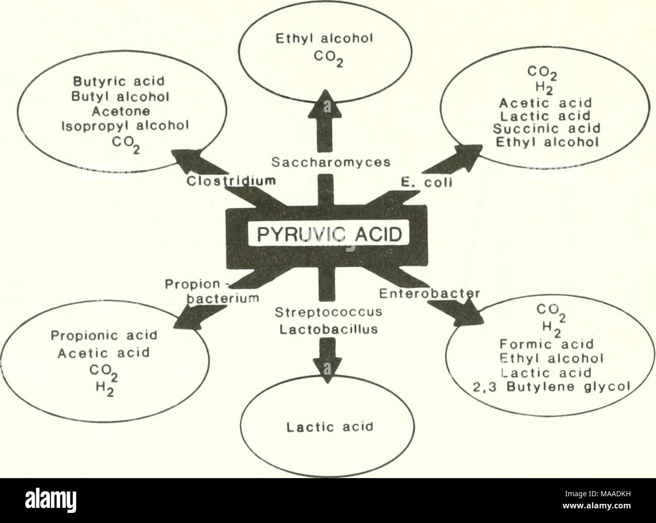 . L'ecologia delle paludi del delta della Louisiana costiera : un profilo di comunità . La figura 47. Conversioni metaboliche di acido piruvico. Questo "chiave" intemiediate nel metabolismo può essere convertito in una varietà di prodotti finali, a seconda dell'organismo e di accettori di elettroni disponibili (Nester et al. 1973). Per passare da aerobiche ad anaerobiche (fennentation) metabolismo. In uno studio, enzimatica alcol deidrogenasi (ADH) attività, una misura della capacità delle cellule per convertire la acetaldeide ad etanolo durante la fermentazione alcolica, era molto maggiore in siti interni dove il suolo potenziale di riduzione è stata mi Foto Stock