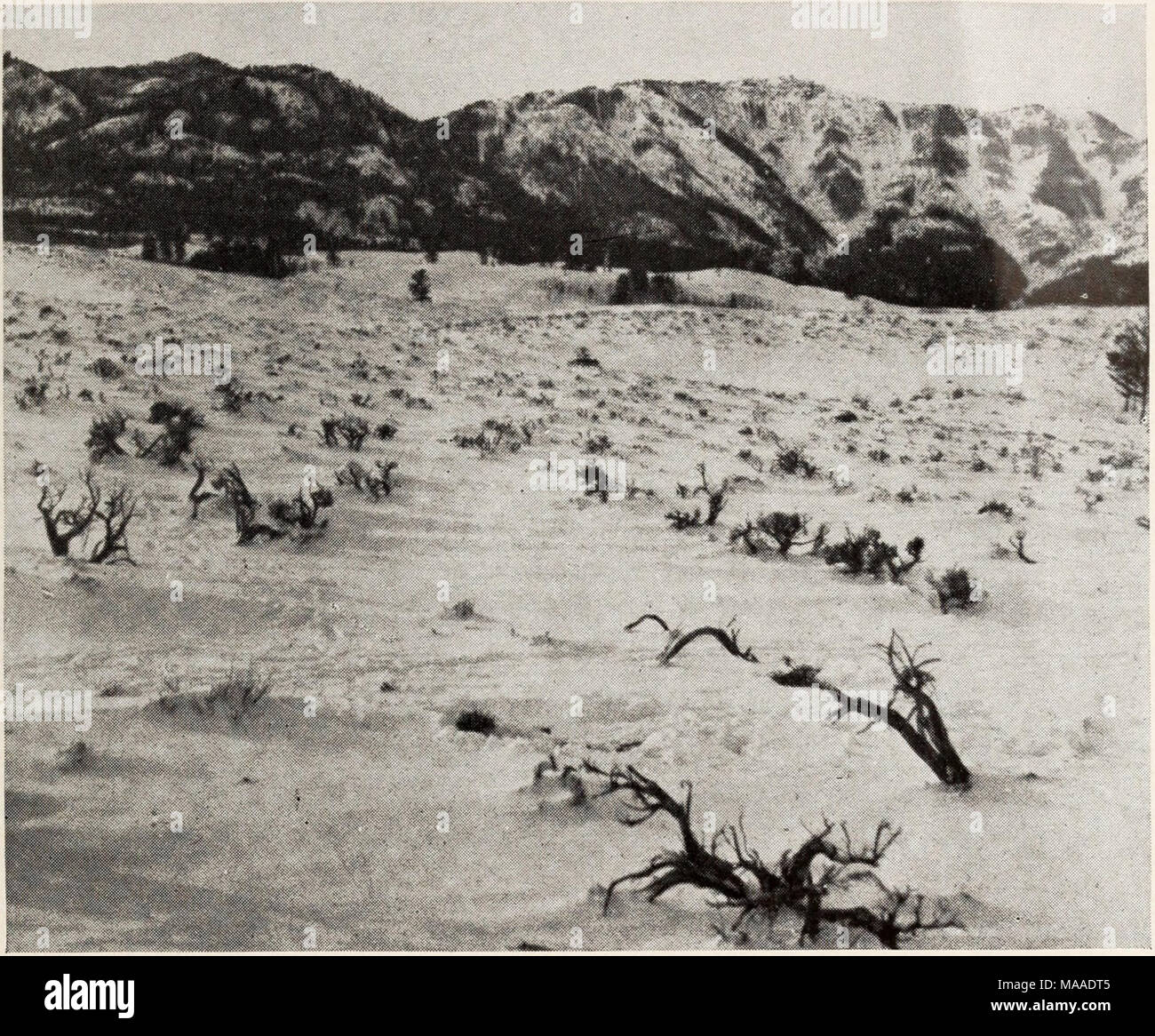 . Ecologia dei coyote in Yellowstone . Figura 34.-La maggior parte dell'sagebrush nella foto è stato ucciso da overbrowsing. ANTELOPE aveva alimentato nella zona a scarso cibo ancora da trovare. Gioco Area Ranch, Gennaio 73, 1938. Ill Foto Stock