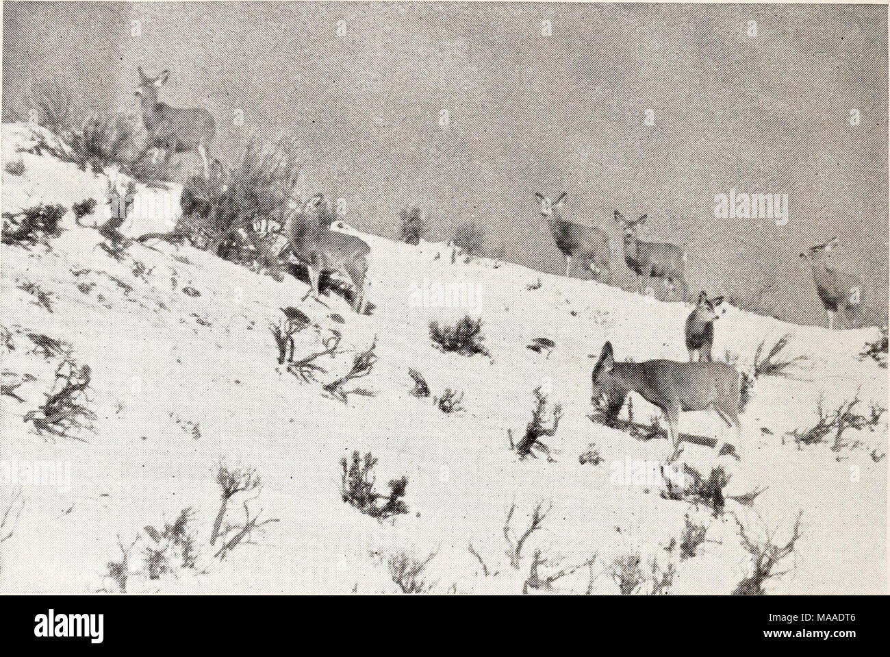 . Ecologia dei coyote in Yellowstone . Figura 25.-Le due cerbiatti sul lato sinistro sono sulla alimentazione greasewood {Sarcobaius). Molto del pesantemente sfogliato SAGEBRUSH è stato ucciso. Pendio vicino al fiume Gardiner, Marzo 25, 1938. 170 Foto Stock