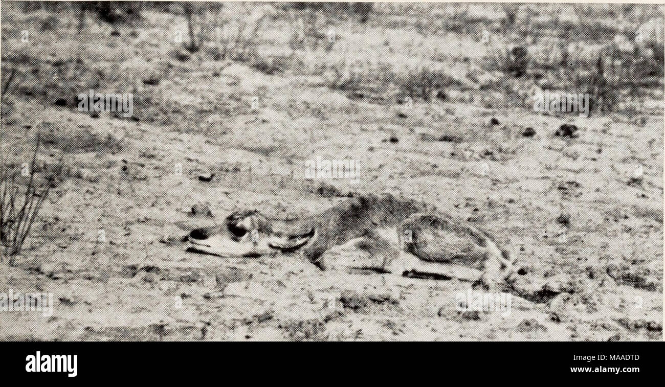 . Ecologia dei coyote in Yellowstone . Figura 37.-l'opaco, marrone grigiastro di un antilope fawn ben si sposa con il SAGEBRUSH E LA MASSA, rendendo più difficile da trovare rispetto la CONSPICU- OUSLY spotted giovani di elk o cervo. Ferro di cavallo, Giugno 77, 7938. 175 Foto Stock