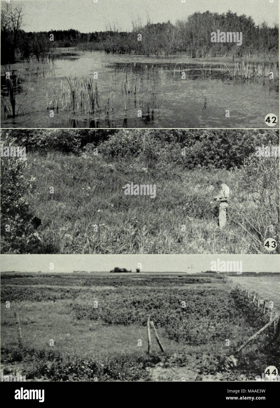 . Ecologia della aspen parco del Canada occidentale in relazione all uso della terra . La figura 42. A Slough pieno di acqua dopo essere stata a secco per un certo numero di anni, con la conseguente invasione di salici e pioppi. L invasione delle piante sono stati uccisi da inondazioni e cat- tails hanno iniziato a seme in aree denudata. La figura 43. A Slough in una fase avanzata di successione. Acqua di superficie è stato praticamente eliminato attraverso il riempimento mediante accumulo di detriti vegetativa. Willow e aspen hanno chiuso in modo che solo una piccola area di supporto di un piedistallo densa di falasco, Carex spp., e un paio di acqua par- snip, baraccopoli suave, Foto Stock