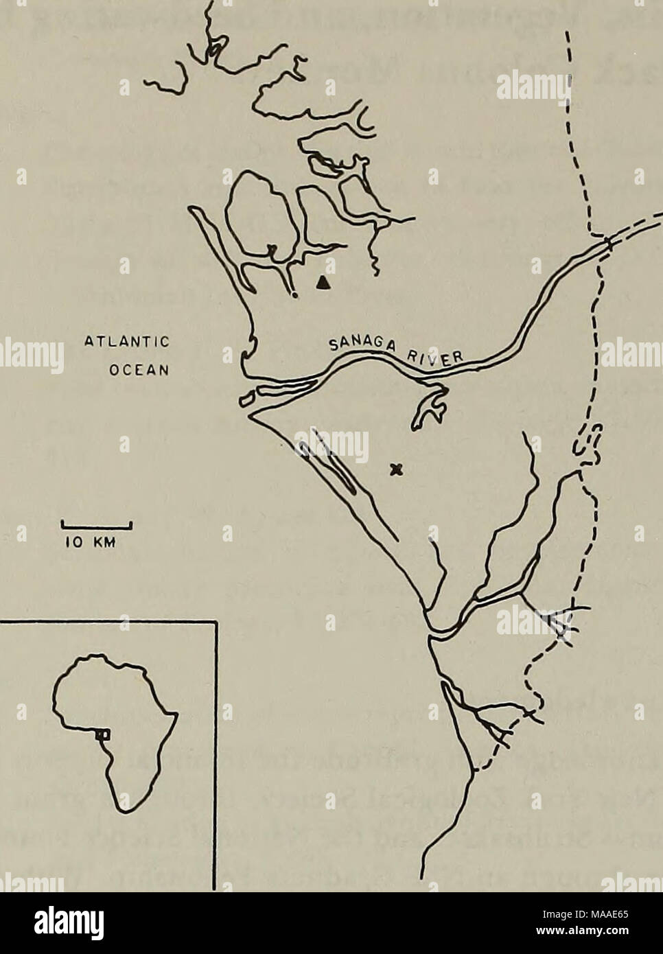 . L'Ecologia di Arborea folivores : un simposio tenutosi presso la conservazione e il Centro di Ricerca Nazionale, Parco Zoologico, Smithsonian Institution, 29-31 maggio 1975 . La figura 1. Ubicazione della zona di studio. La linea tratteggiata indica ap- in prossimità dei limiti di terziaria e quaternaria e sedimenti marini. Piccolo triangolo nero segna la posizione del nucleo Elf-Serepca campione citati nel testo. "X" segna la posizione del sito di studio. Fiume Sanaga è limite settentrionale di C. satanas distribuzione in questa regione. (Figura 1) in corrispondenza del bordo settentrionale di questa scimmia della gamma (Dorst e Dandelot, 1970). Qui mi si somma- marize briefl Foto Stock