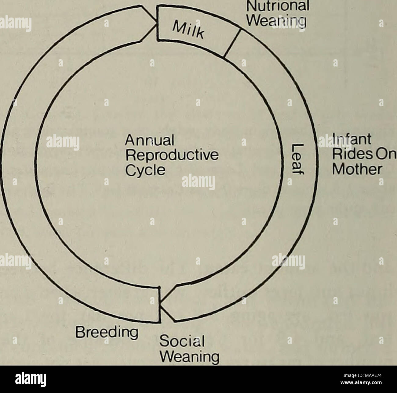 . L'Ecologia di Arborea folivores : un simposio tenutosi presso la conservazione e il Centro di Ricerca Nazionale, Parco Zoologico, Smithsonian Institution, 29-31 maggio 1975 . La figura 7. Riepilogo schematico della relazione tra una madre il bradipo e il suo giovane durante l annuale repro- ductive ciclo. Il giovane si nutre di foglia che si può raggiungere entro un raggio della sua lunghezza del corpo dalla madre, finché non si trova a circa 6 mesi di età; la madre porta il bambino a tutti i tempi. Dopo lo svezzamento sociale, il giovane rimane sulla porzione di casa della madre dell'intervallo dello spazio che ha utilizzato durante il trasporto dei giovani Foto Stock