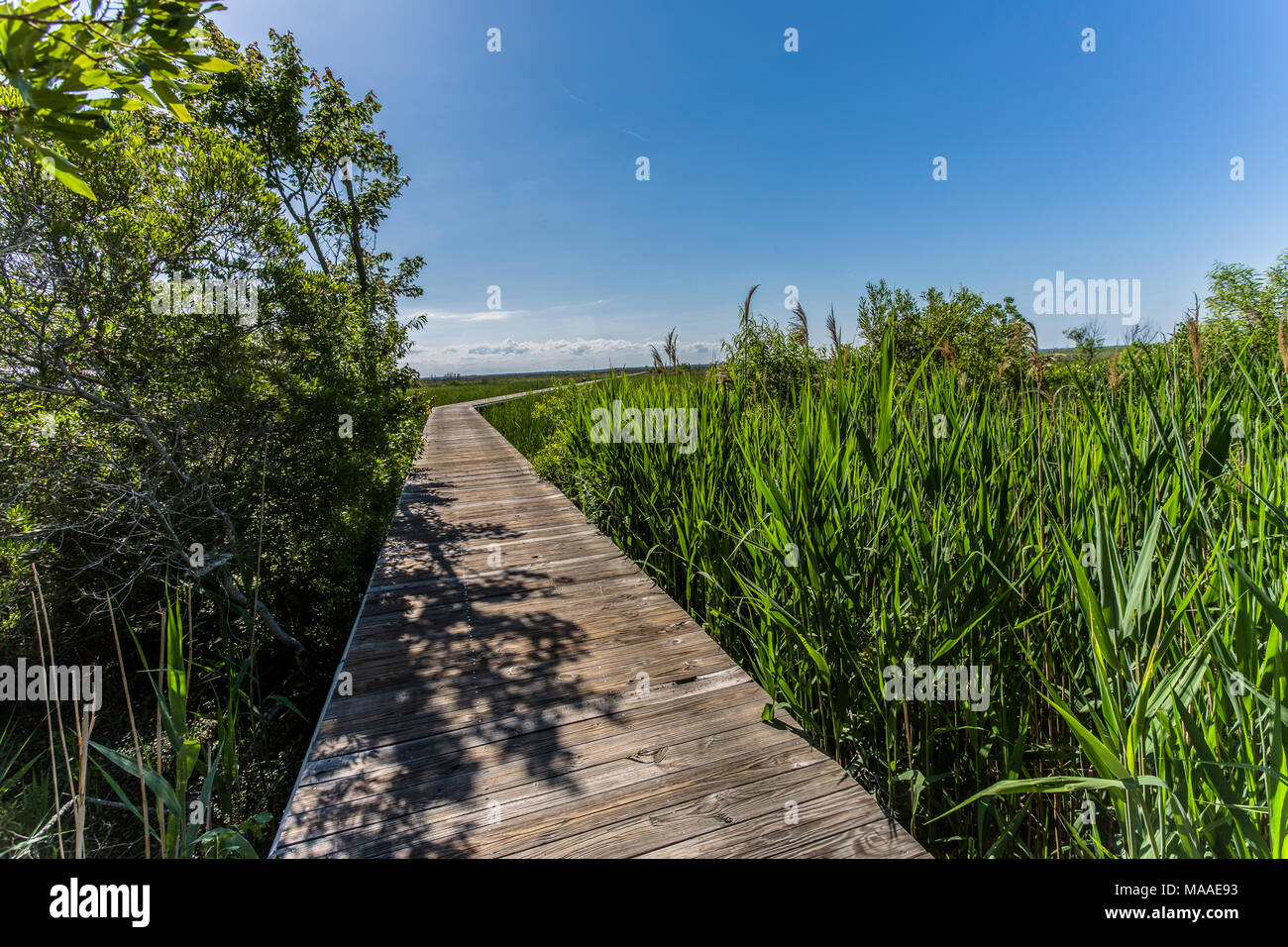 Un paludi costiere vista incornicia una passerella in legno che si piega e si raggiunge per una lontana big blue sky orizzonte, Outer Banks, North Carolina. Foto Stock