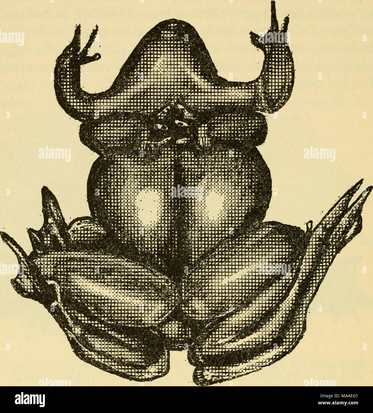 . L'ecologia e la vita la storia della rana comune (Rana temporaria temporaria) . Fig. 45. Una vista di una coppia come si vede nel lo specchio inferiore del serbatoio nota che le dita del maschio touch o si sovrappongono e che i bracci circondare completamente la femmina, ben in avanti della massa principale di uova nel corpo della femmina e così in grado di fare httle per espellere le uova mediante pressione. In questa coppia, i piedi di due rane sono in contatto. Ciascuno dei due lunghe dita sulla destra dell'immagine appartiene ad una rana differenti. lo specchio inferiore ed è stata la posizione dei bracci della femmina che ha attirato la mia attenzione t Foto Stock