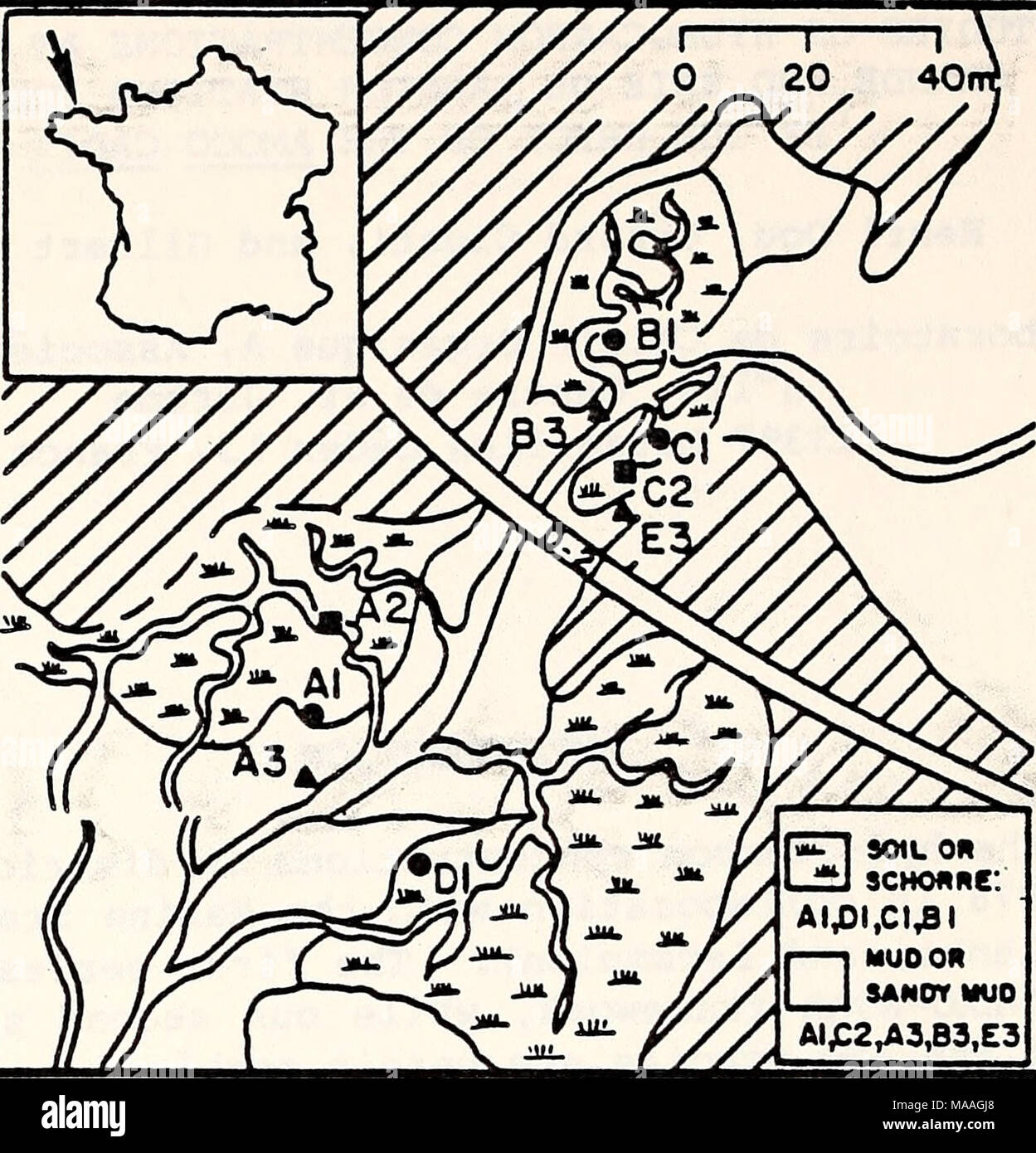 . Studio ecologico dell'Amoco Cadiz fuoriuscite di olio : relazione della NOAA-CNEXO congiunta Commissione scientifica . Suolo OK SCHOftRC AI,DI,CI,BI ? MUOOft SANOYMUO AI£2,A3,B3,E3 siti di campionamento le stazioni di riferimento "CI,Bl SCHORRE(Salt Marsh) C2 TIDAL CREEK stazioni inquinata " AI.DI SCHORRE(Salt Marsh) A2 TIDAL CREEK A3 SLIKKE(MUO PENDENZA) La figura 1. Egli grande palude siti di campionamento. a-ï- Foto Stock