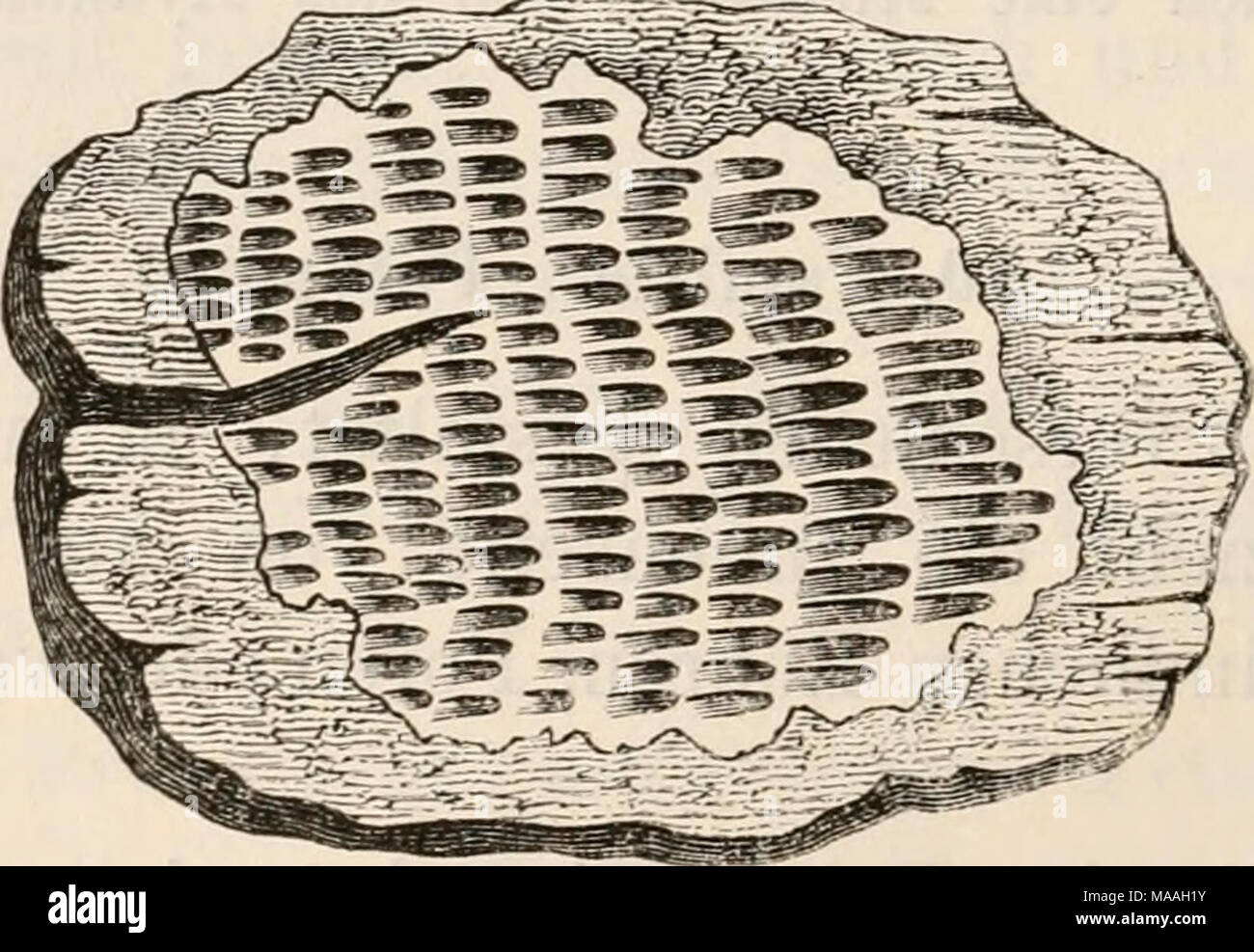 . Il dott. L. Rabenhorst's Kryptogamen-Flora von Deutschland, Oesterreich und der Schweiz . Fig. 1. Porotlielium subtile; (nach Nees). Meruliiis. Fruchtkörper meist ausgebreitet oder theihveise umgebogen - ab- stehend, seltner halbirt, weich, schinmielartig oft. Stumpfe Hymenium Falten über- ziehend, die unter einander netzartig verbunden, unvollständige, später gewundene und gezähnelte Poren bilden. Foto Stock