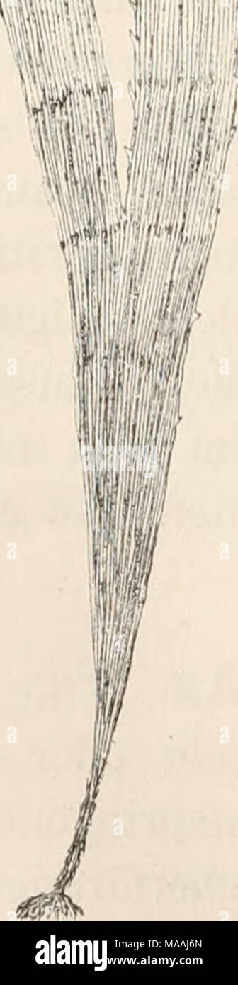 . Il dott. L. Rabenhorst's Kryptogamen-Flora von Deutschland, Oesterreich und der Schweiz . oberen Rande meist eing-e- rissen; Seitenränder glatt oder mehr weniger mit feinen oder gröberen, kürzeren oder länge- ren Zähnen spitzen besetzt. Die Formen adriatischen gewöhnlich diehotom, schmal- lappig-, bisweilen gedreht vom Habitus einer Dictyota. Ulva atomaria Woodvv. Linn. Trans. III. p. ÖH. T. atomaria J. Ag. Spec. Alg.I. P. 101. -Harv. Pliyc. brit. pl. I. - Kütz. Spec. Alg. p. büli. - Id. Scheda. phyc. IX. Scheda. (Jl. - Eeinke, Dictvotaceen. p. 26. Taf. 4. fig. 13-20 und TAF. .5. Im Meere adriatischen Foto Stock