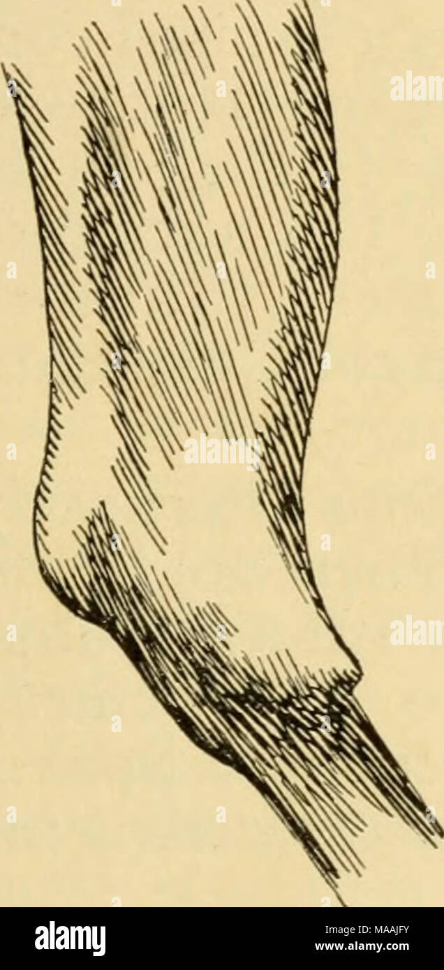 . Il dott. Lesure è giustificato rimedi veterinari : le cause e i sintomi ed il trattamento di malattie per le quali essi sono raccomandati . Plymouth, Pa., Gennaio 31, 1907. J. N. Weber, gen. Agt., Harrisburg, Pa. Egregio Signore: Vi preghiamo di inviarci le seguenti Dr. Lesure's rimedi: 12 dozzina di coliche cura. 12 " All-Healing Balsamo. 6 " febbre scende. 12 " Gall di cura. 12 " 1-gallone lattine Karbo crema. Suo devotissimo Parrish Coal Co. "Un uomo misericordioso annunzia la misericordia per la sua bestia". Foto Stock