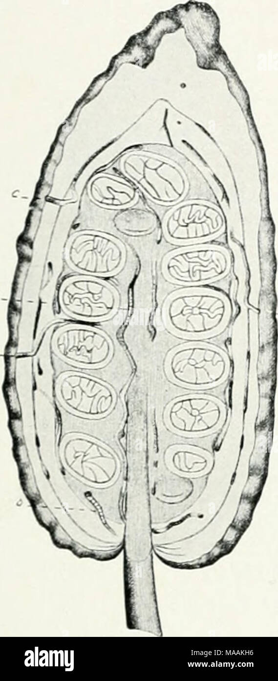 . Il dott. K.W. van Gorkom's Oost-Indische culture. Opnieuw uitg. onder redactie van H.C. Prinsen Geerligs. [Porta J.P. van der Stock et al.] . r" y &amp;7aE-"!^&GT; De rupsen kiezen als plaats voor hunne verpopping bij voorkeur den achterkant der cacaobladeren. Zie (Fig. 213) De Jonge motrupsjes kunnen niet van de eene koli op de andere overgaan, evenmin als het waarschijnlijk wordt geacht, dat uitge pas- komen larven andere vruch- dieci kunnen essere- smetten dan die, waarop zij als eieren zijn gelegd. Heteenige directe middel om lic motten- plaag eenigszins te bestrijden bestaat hierin, dat Foto Stock