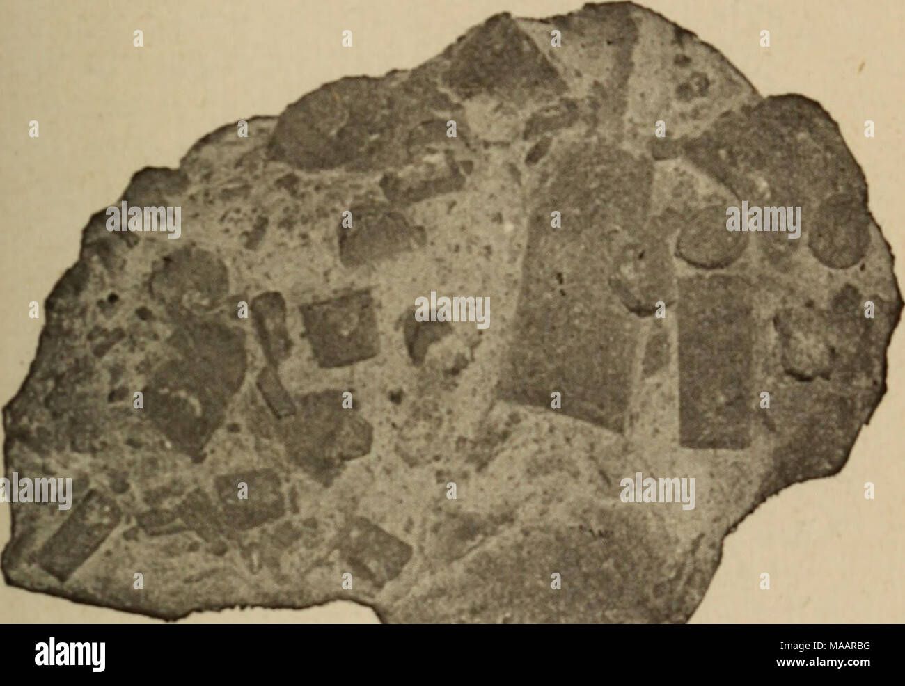 . La terra in epoche passate . Fig. 7.-calcare carbonifero, la superficie sciolto dalla pioggia, che mostra i resti di colonne Encrinite, di cui esso è parte- ly formata. Grande brainstone Meandrina corallo e il com- patto Porites corallo, associato con Nullipores costruire contrafforti che costituiscono la vita te- dation del reef. Il nostro inglese calcari di corallo Foto Stock