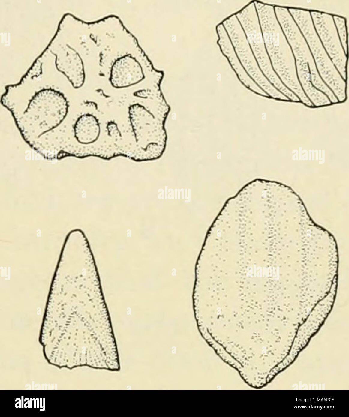 . La messa a terra sotto il mare : Storia . lOOii Fig. 5. Pteropods da un recente sedimenti dall Arcipelago Tuamotu. Fig. 6. Pesce di scheletro di detriti da un pacifico del sud di Creta zeolitici. A 500 m. Il contributo di pteropods (e heteroiDods, che hanno alcuni- cosa simile conchiglie di sedimenti pelagici è fortemente limitato dalla instabilità dei loro gusci aragonitic. Essi si trovano più comunemente nel Mediterraneo e Atlantico che sedimenti del Pacifico. Questo apparentemente riflette la profondità e il più rapido tasso di accumulo di sedimenti nell'ex. F. pesce detriti frammenti di osso, placoid sc Foto Stock