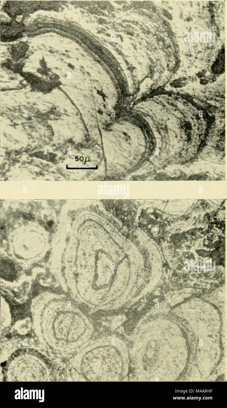 . La messa a terra sotto il mare : Storia . Fig. 8. Crescita zonale in nodulo di manganese (16810, Sud Pacifico). La luce riflessa, ^^^lite = ossido di manganese minerali; grigio = goethite; nero = mezzo di montaggio (resina di polivinile) Riempimento vuoti. goethite contenuto (Figg. 8 e 9). Informazioni dettagliate sulla distribuzione di concrezioni macroscopica oltre il presente sedimento sm'faccia è stata ottenuta attraverso il mare profondo fotografia inferiore (Fig. 5) come da Owen, Shipek, Menard e Dietz in Dietz (1955), Menard e Shipek (1958), Heezen et al. (1959), Shipek (1960), e Zenkevitch (1959), e mediante campionamento della s Foto Stock