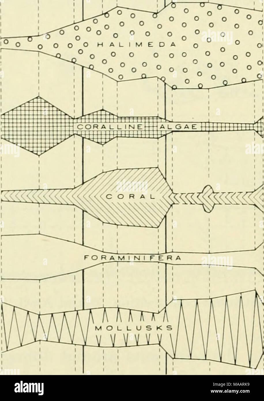 . La messa a terra sotto il mare : Storia . Fig. 11. Composizione costituente, attraversano i, Florida reef tract. (Dopo Ginsburg, 1956.) (vedere Fig. 6 per la posizione.) E. Il Golfo di Batahano tratto di barriera corallina parte occidentale di questa zona, Hke la Florida tratto di barriera corallina, presenta una zona marginale elevato in corallo e alghe coralline riuscito seaward da una zona alta in Halimeda (Fig. 8). Il piuttosto brusca diminuzione nella percentuale di Halimeda verso settentrione riflette probabilmente ad alta temperatura e salinità fluttuante o un aumento della quantità di limo e argilla jjarticles dimensioni (Fig. 8). A quanto pare il campionamento non si estendono lontano Foto Stock