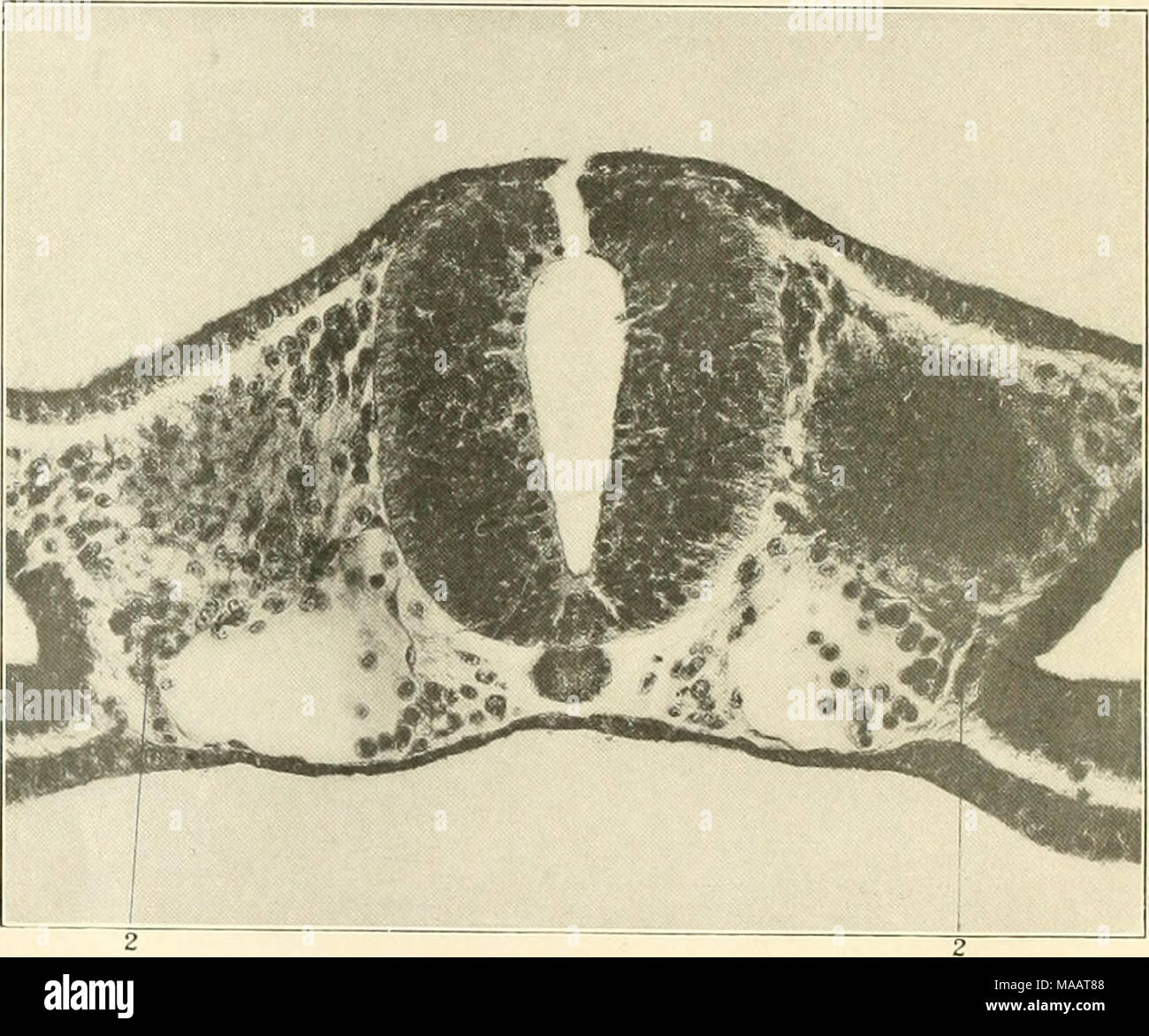 . Le prime fasi di vasculogenesi in cat (Felis domestica) con particolare riferimento all'origine mesenschymal di endotelio . 1''!^. 33 Sc!-i;il trailsvorsc sezione di un (Miibryo di twelves somiti. 2, ("el ilerivoil dal mesoderma viscerale nel processo di accrescimento in aorta. 92 Foto Stock