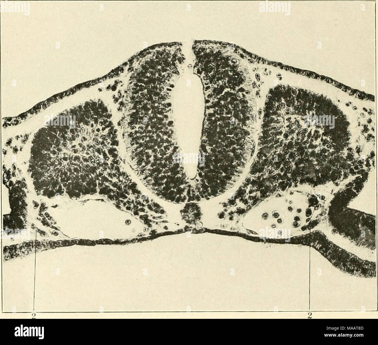 . Le prime fasi di vasculogenesi in cat (Felis domestica) con particolare riferimento all'origine mesenschymal di endotelio . Fig. 29 numero di sezione trasversale di un embrione di dodici somiti. 2, cellule lerivcil dal mesoderma viscerale in i)rocess di accrescimento all'aorta. 88 Foto Stock