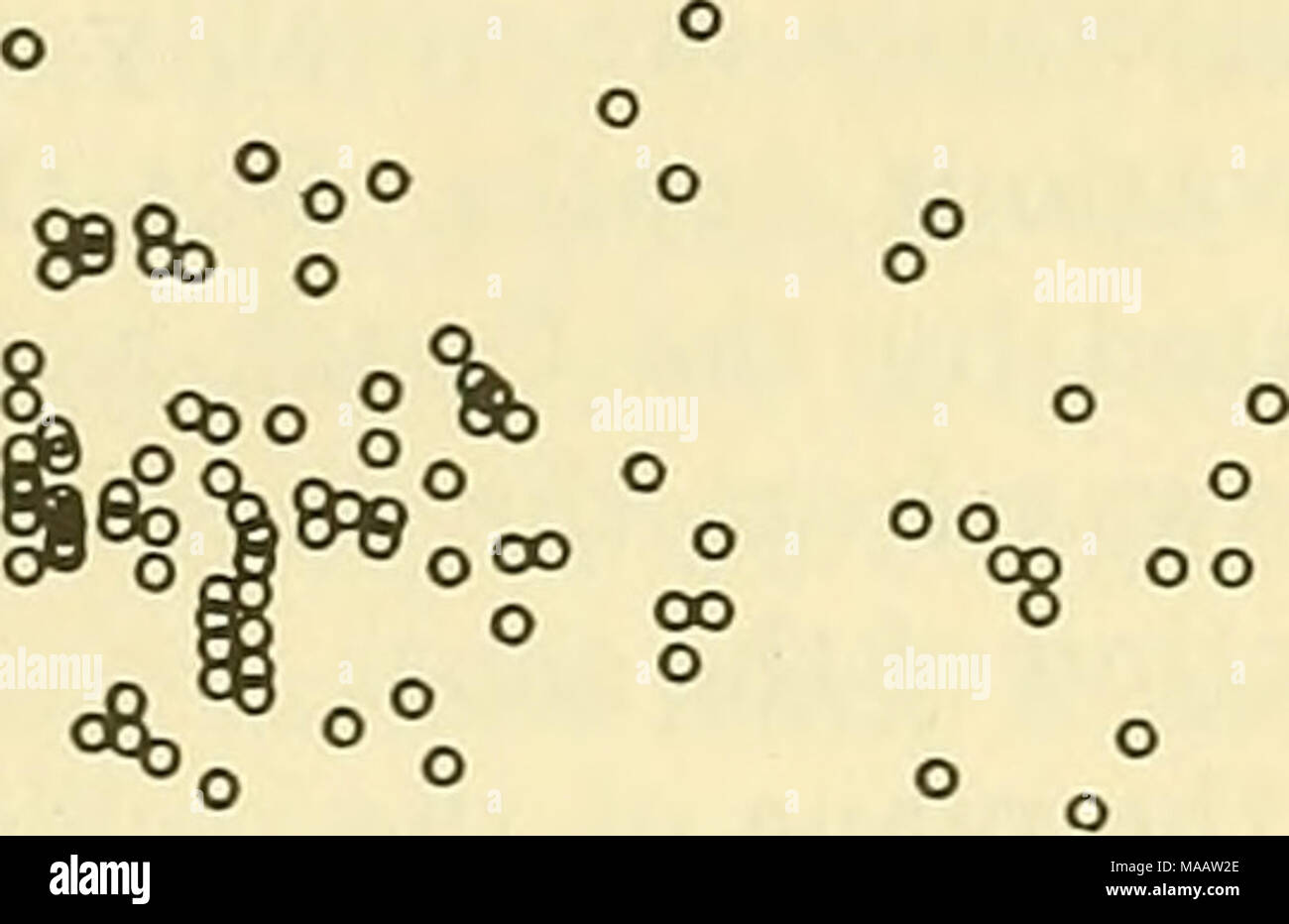 . Primi documenti di geofisica della società di esplorazione geofisica . La figura 3. 1 I I I I I I 1 1 1 o 100 zoo 4.00 600 800 1000 Misclosure in Fct) Fig. 3.-confronto della distanza media di salse con misclosure della traversa. Il grafico non mostra alcuna relazione evidente. Una ispezione della figura rivela una dispersione di punti attraverso i quali non curva media potrebbe legittimamente essere disegnato. Questo risultato negativo è probabilmente spiegabile con la mancanza di varietà nei diversi attraversa considerato. Esso serve a dimostrare, tuttavia, che per i dip spac- ing utilizzati nel lavoro analizzati, la spaziatura esercitato poco Foto Stock