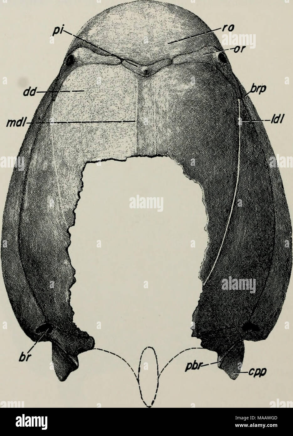 . Inizio pesci del Devoniano da Utah : Heteroostraci . Fig. 79. Restauro di protezione dorsale di Protaspis cfr bucheri, Stati Uniti sulla base di N.M. 20524 (x 1'2)- br, apertura brachiale; brp, piastra brachiale; cpp, scala posteriore-come processo di piastra cornual; dd, dorsale disco; Idl, dorsale laterale linea sensoriale; mdl, mediana dorsale linea sensoriale; o, piastra orbitale; pbr, processo posteriore della piastra brachiale; pi, pineale piastra; ro, piastra rostrale. P. dorfi. Questa regione non è chiaramente visualizzato in qualsiasi dell'Orso- dente Butte P. hucheri, ma un provino immaginato da Bryant (1933, pi. 1) sembra avere un simile arrang Foto Stock