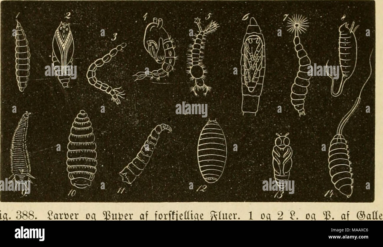 . Dyreriget : (Laerebog ho zoologien, nr. 1) . gig. 388. l'arcer og ^upix forffiedige un gommatore. 1 og 2 ?. og ''^. af OTpg, 3 2. (SSIobmabbitf) a en ©tantelbeen, -1 og 5 % og 1'. af aWog. 6 og 7 ^. (Ho ben "ebblitenbe l^arioel^ub) og S. af Stratiomys. 9 S. af en 93Iomfterf(ue (Volucella), ber fnpltet ho ^te^jfe; og .g)iimleboer. 10 1'. af ^efiebremfen. 11 og 12 2. og ^. til ©^pfdien. 14 2. af en SBlomfterflue (Eristalis), ber leter ho SSanbet, 8 'ipnpen, 13 famme nbtageu af ?ar"e^uben. Segemet; anbre femme frem oeb a bugte fig [• S^"- Oftemabbifen og ben ho "fevfte minerale 33anbe alminbelige blcb Foto Stock