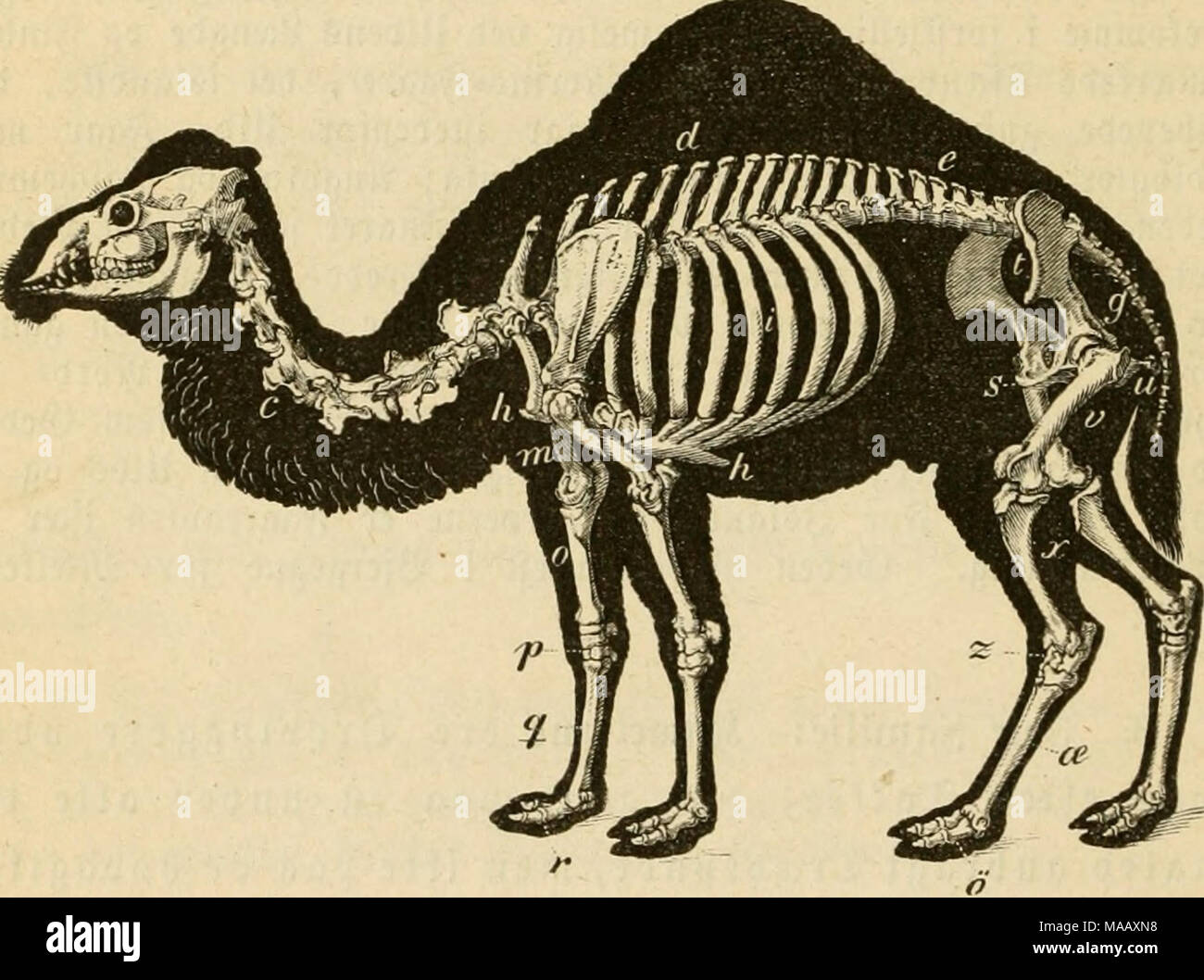 . Dyreriget : (Laerebog ho zoologien, nr. 1) . Ht"MtB[BC&lt;RO;£Ubi gig. 100. :(Ct af en ©romebar. mebaren (C. dromedarius) meb een guffet (gig. 100), ifaer ^oS essere arabifte gotfefcerb ho Slrabien, 3^orb*2(frifa og ©uban, ^a" meten meb per 'i|5u!ter (C. bactrianus) l^o§ essere mongotfle og ta" tariffe golfefaerb ho SentraI*2Ifien, fornemmelig ho Ørfenen ®oBi, io essere firgififfe og ft^bruéfiffe (Stepper; ho ^erfien ^olbeé 6egge Sirter. Foto Stock