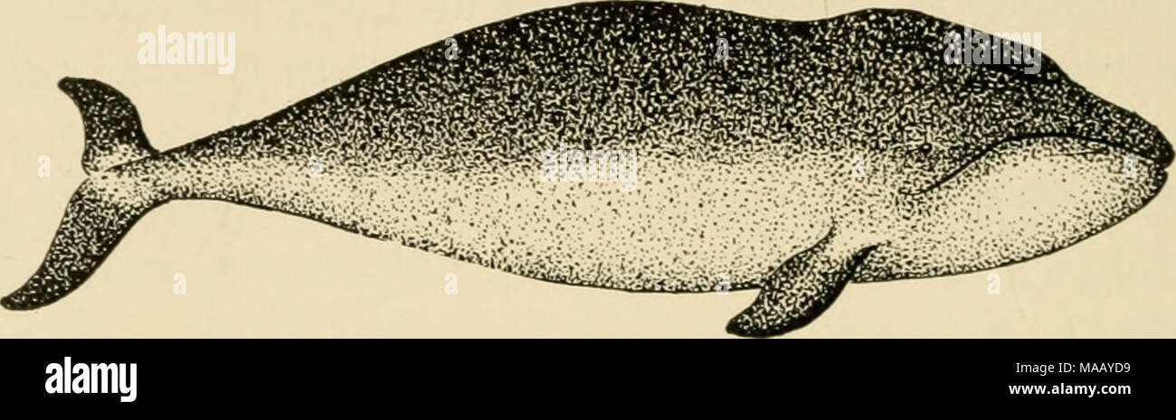 . Gli abitanti della terra e mare . La balena della Groenlandia. con loro in mare è dal loro modo di scomparire sotto la superficie. Il diritto di balene immersione con il grande capo quasi dritto verso l'acqua, buttare- ing verso l'alto la passera nera della coda, mentre il rorquals, d'altro canto, lavandino fuori dalla vista gradualmente, molto il modo in cui un sottomarino barca scompare dalla vista. La più famosa delle balene a destra è il verde- land, o artico, balena. Questo è il vero specie polare, raramente o mai di essere trovati lontano dall'Arctic ice. È stato un tempo oggetto di una grande pesca luiropean. Holland, e Foto Stock