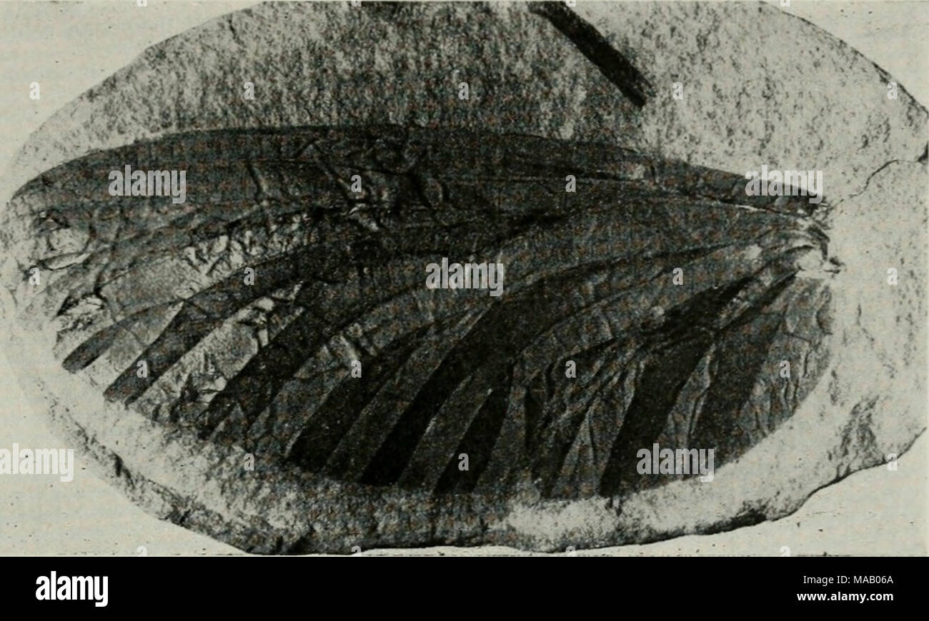 . Il patrimonio Dunesland di Illinois . Fig. 8.-un insetto da fossili sul nodulo di ferro o concretezza trovati a Mozon Creek, Illinois; hind ala di sulle Mayfly ancestrale, lithoneoro mirifica falegname. La lunghezza effettiva dell'ala circa mezzo pollice. Questo rappresenta il fossile di insetti che visse durante il periodo Pennsylvonian, circa 250 milioni di anni fa. (Fotografia cortesia di Illinois State Museum.) parte della loro storia. Se una specie si sia adattato alle diverse condizioni climatiche quasi invariabilmente cambiamenti morfologici di alcune specie sono accompagnate o seguite il cambiamento ecologico. La seconda gre Foto Stock