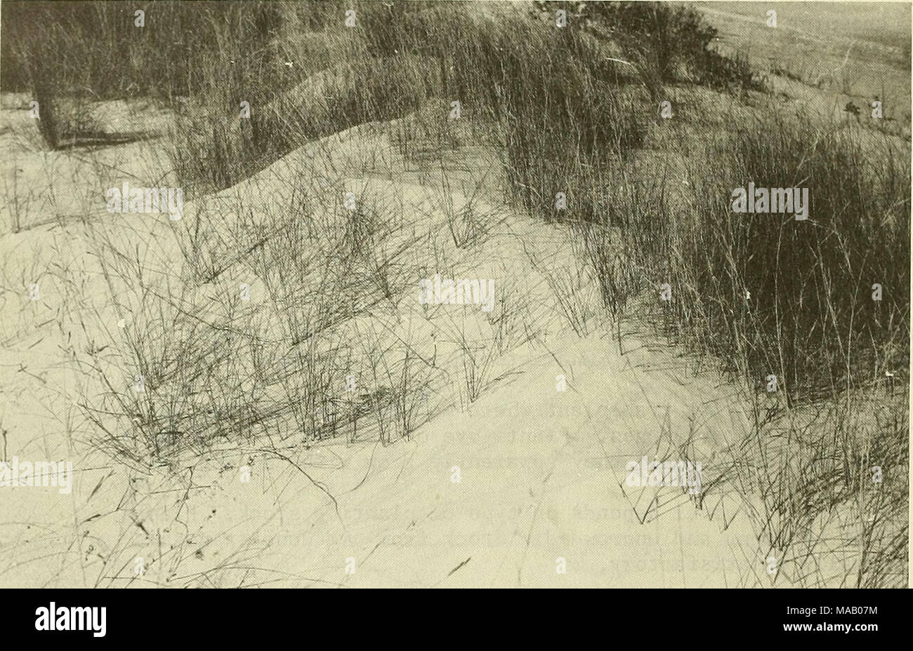 . Edificio di dune e la stabilizzazione con vegetazione . La figura 21. Saltmeadow cordgrass di avviare lo sviluppo di una duna. 42 Foto Stock