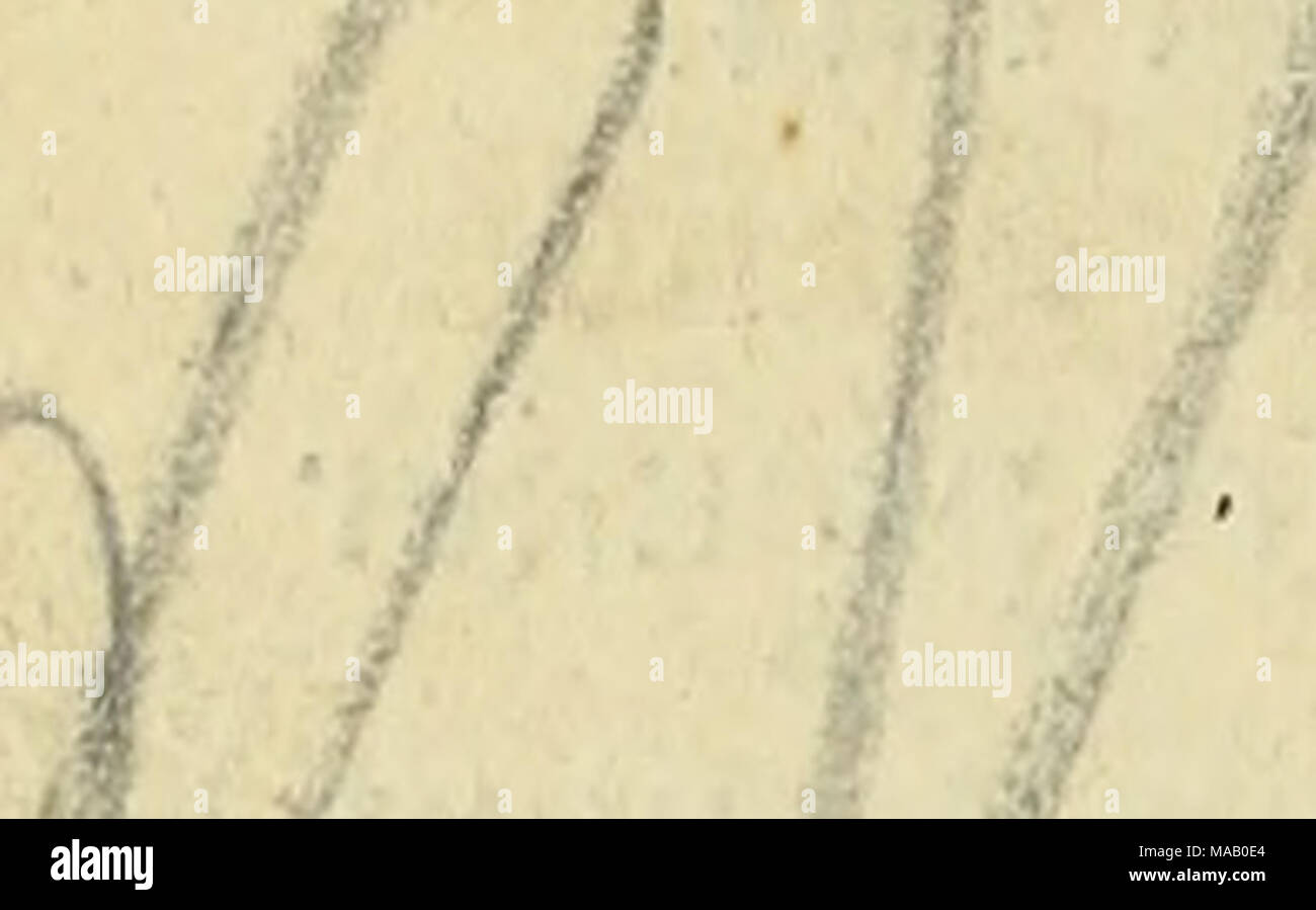 . Du dromadaire comme beÌte de somme et comme animal de guerre . TITRE IO". ET PHYSIOLOGIE QUALITÃS DU DROMADAIRE. CHAPITRE DBS DIFFÃRENTES ESPÃCES DE DROMADAIRES. Io li DÃ©candidature diverses. 103. Chez les Arabes, le mot djmel (4) dÃ©signe le dromadaire sans distihclion de genere ; erede dÃ©signe le mÃ¢le, naga (7) La fe- ll melle, e^ bel (20) la rÃ©Unione d'une centaine environ de droma- '^^ daires. ' ^ 'en existe qu'une seule gara en AlgÃ©rie. 104. ijans toute l'AlgÃ©rie, on n'en connaÃ®t qu'une (1) seule gara. Figlio poil mue tous les ans, aux mois d'avril et mai. Figlio rut (7) un lieu à la fi Foto Stock