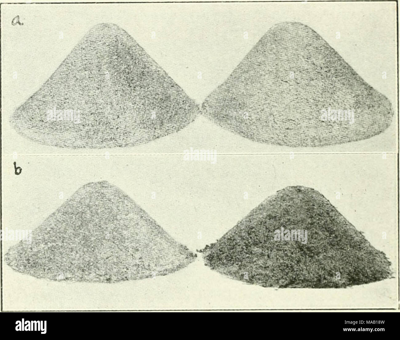 . Agricoltura asciutta nel Canada occidentale . Fig. 26.-batteri in relazione alla costruzione di suolo. i,i ) due pile di pura sabbia bianca, (b) la pila di sabbia sulla sinistra su cui quattro colture di leguminose uninoculated sono state coltivate e al quale nulla è stato aggiunto è ancora bianco sabbia infertili. Il palo sulla destra di cui quattro delle coltivazioni di legumi e legume di batteri sono stati fatti crescere e al quale nulla è stato aggiunto è sulla buona strada per diventare un fertile terreno come è illustrato dal suo colore scuro. ton di clover girato sotto allo scopo di terreno en- richment rappresenta un guadagno per il suolo di quaranta chili di nitr Foto Stock