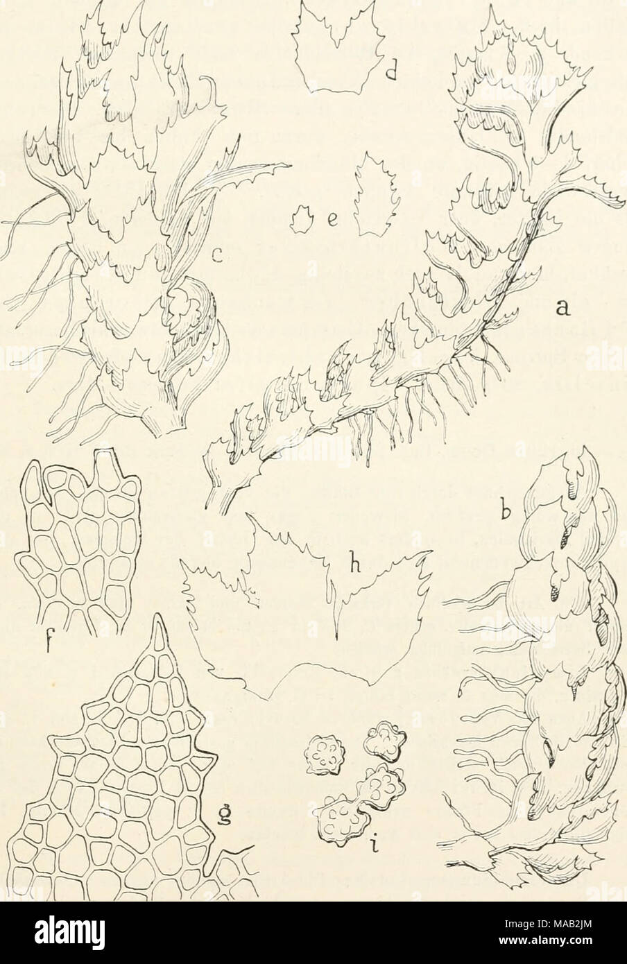 . Il dott. L. Rabenhorst's Kryptogamen-Flora von Deutschland, Oesterreich und der Schweiz . Fig. 59. Cephaloziella dentata. ,A und b Pflanzen sterile, Verg. ^/^; c Pflanze mit 9 Blüte am Gipfel, Verg. co/^; d Stengelblatt, Verg. '"-O/j; e Unterblätter, Verg. "O/j-, f Unterblatt, Verg. 2"/^; g Blattlappeu mit Zellnetz, Verg. 240/^. h $ Hüllblatt mit Hüllunterblatt, Verg. ^^ii] Ho Gemmen, Verg. ^^/p Foto Stock