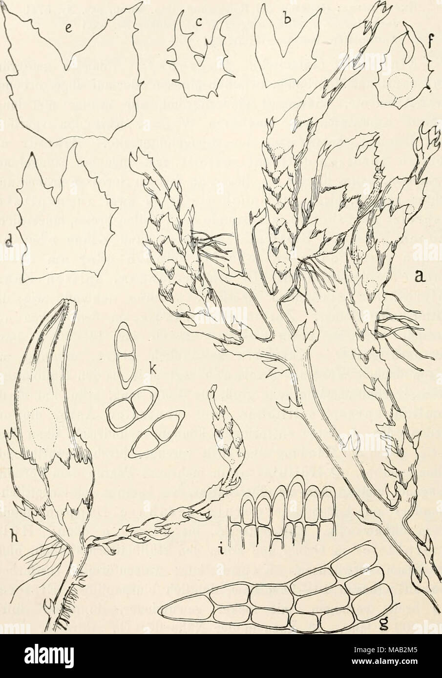 . Il dott. L. Rabenhorst's Kryptogamen-Flora von Deutschland, Oesterreich und der Schweiz . Fig. 30. Cephaloziella elachista. Un Stengelstück mit 3 cT Ästeu und einem 9 Ast, Verg. *7i; b und c Stengelblätter ausgebreitet, Verg. *^/,; d und e 9 Hüllblätter ausgebreitet, Verg. '*/,; F cf Hüll- blatt, Verg. *7i; ? Blattzipfel mit Zellnetz, Verg. *^'/,; h cade mit am Grunde entspringendem cf Ast, Verg. ^^/,: ho Stück der Perianthmündung, Verg. *•"/,; K Gemmen, Verg. (Imach Originalmaterial dem von Salem). Foto Stock