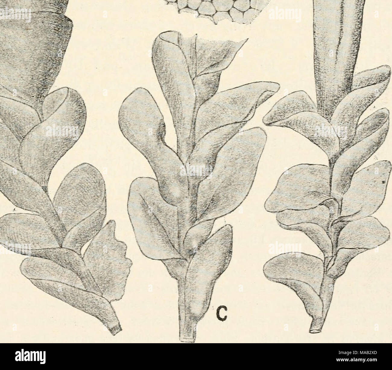 . Il dott. L. Rabenhorst's Kryptogamen-Flora von Deutschland, Oesterreich und der Schweiz . t Fig. 280. Haplozia cordifolia, una sterile Pflanze, Yerg. ^/j. b Pflanze mit Sporogon, Yerg. *"7i- c Stengelstück einer cf Pflanze, Vergr. ^-i^. d einzelnes Blatt ausgebreitet, Yerg, '^-j-^. e Zell- netz, Verg. ^^"/i. Foto Stock