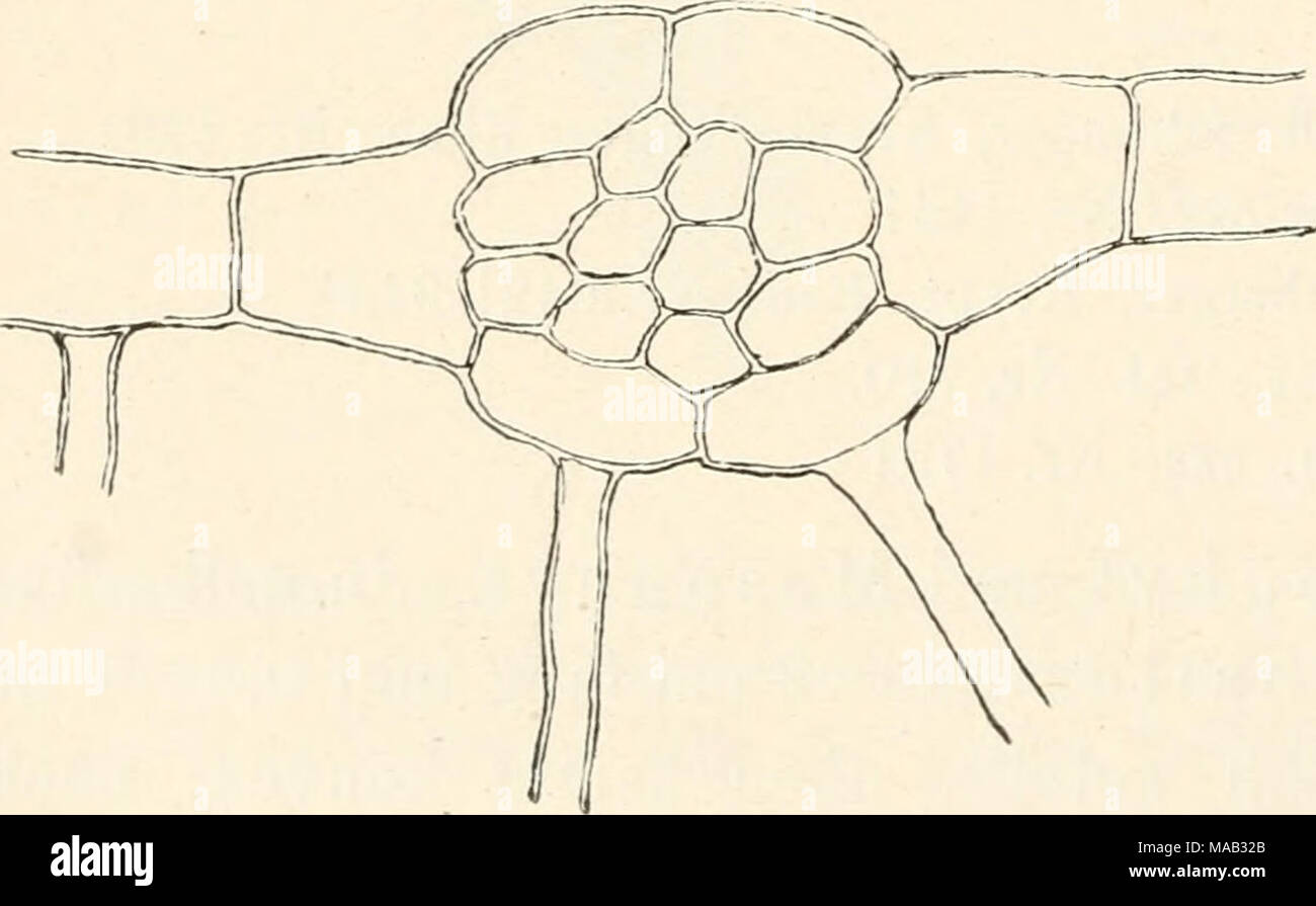 . Il dott. L. Rabenhorst's Kryptogamen-Flora von Deutschland, Oesterreich und der Schweiz . Fig. 208. Furcata Metzgeria var. ulvula. C^uerschnitt durch die Thallusrippe. Verg. 2iüy^  forma violacea H ü b e- ner, Hep. germe. S. 47 (1834J. Foto Stock