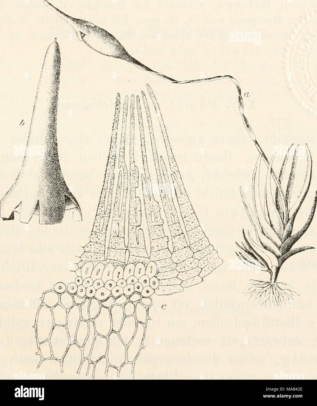 . Il dott. L. Rabenhorst's Kryptogamen-Flora von Deutschland, Oesterreich und der Schweiz . ^^^ C;nii])ylosteliuni saxicola (W. iV M.). Un Habitusbild -^. b Haube mit Deckel â """. c sechs PeristomzÃ¤hne uutl ein Theil des Kinsics "**". Au teufhteu, tief beschatteten, kalkfreieu Felsen, gern Wasserliiui un'en und Liesellig' mit BnicJnjdontium, durch das mittel- und sÃ¼ddeutsche Berj^dand zer- streut. AVurde von Seh rader im Herzogthum Braunschweig entdeckt (originale- exemplare von Web. &Amp; Mohr); ducli hatte C. Ludwig die Pflanze bereits 1798 auf der Tafeltichte im gesam Iscrgebirge Foto Stock