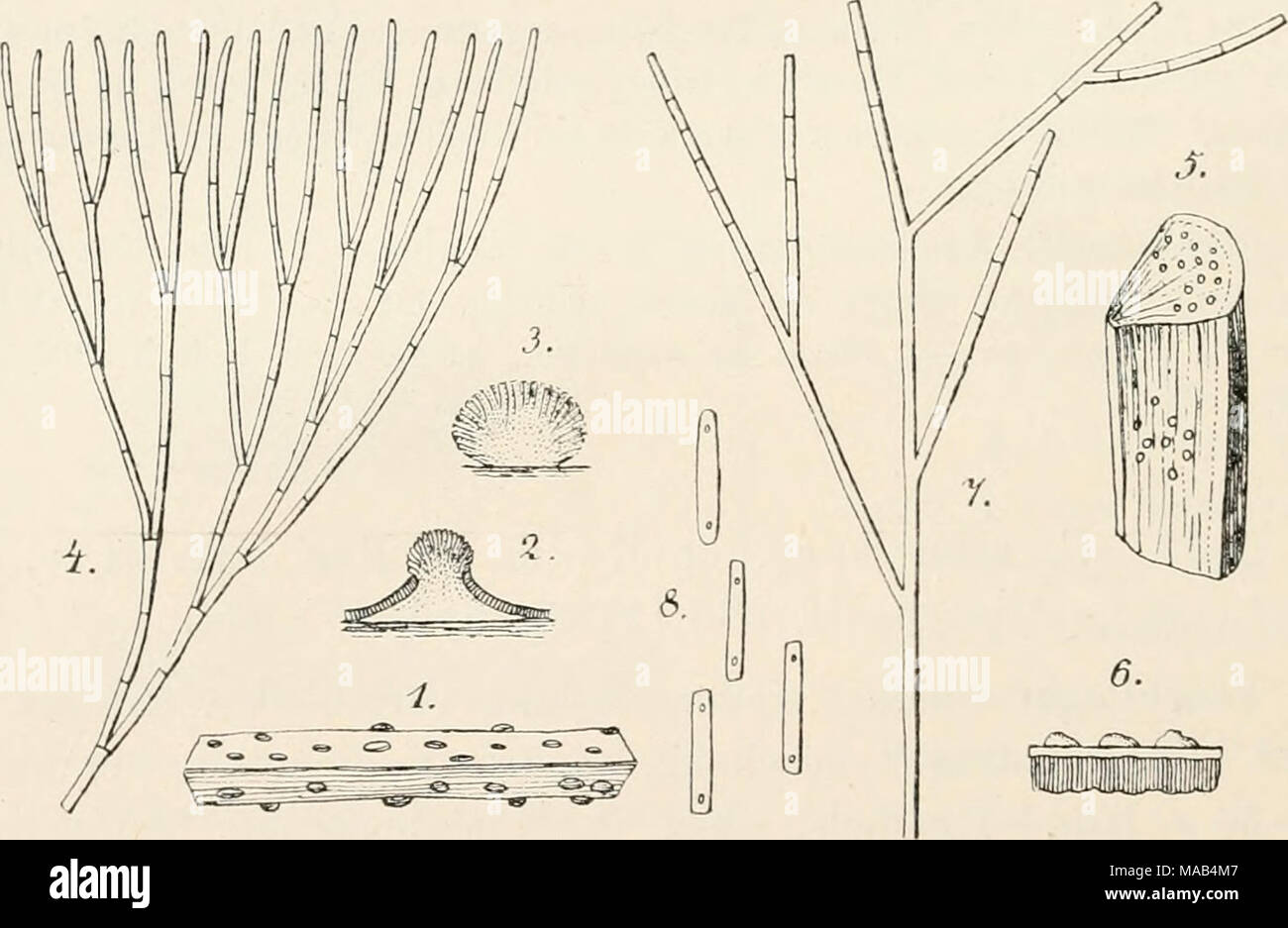 . Il dott. L. Rabenhorst's Kryptogamen-Flora von Deutschland, Oesterreich und der Schweiz . Urti Cylindrocolla(3ae (Pers.). 1. Habitus, iiat. Gr. 2., 3. Schnitte durch unreife und reife Lager, vergr. 3. Konidienträger, Stark vergr. - C. miniata Sacc, 5. Habitus, nat. Gr. 6. Fruchtlager, schwacli vergr. 7. Konidienträger, 8. Konidien, Stark vergr. (Nach Corda u. Saccardo). 2510. C. iirticae (Pers.) Syn. Treniella urticae Pers. Syn. p. 628 (1801). Treniella sepineola Willd. in Usteri Bot. A Magaz. Stück 4 p. 18 (1788). Foto Stock