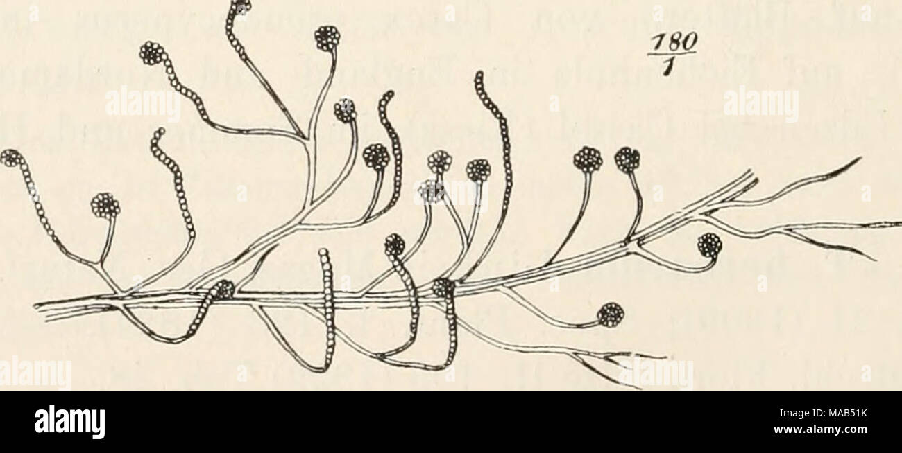 . Il dott. L. Rabenhorst's Kryptogamen-Flora von Deutschland, Oesterreich und der Schweiz . Torula convoluta Harz. (Nach Harz). Mycel kriechend, leich verzweigt, septiert. Aufsteigend Konidienträger, sehr kurz, oder unverzweigt verzweigt, septiert, am Ende in lange, von der base suo wachsende, an der Spitze ein- gerollte Ketten ausgehend. Konidien kuglig, schwarz, durch- scheinend, 2,5-3 1^1 im Durchm. Auf faulenden und trockenen Kartoffeln in Berlin und Wien häufig (Harz), auf faulenden Ehamnusblättern bei Spandau (Lindau), auf faulen Blättern von Arbutus unedo in Wien (v. Höhnel); das ganze Jahr Foto Stock