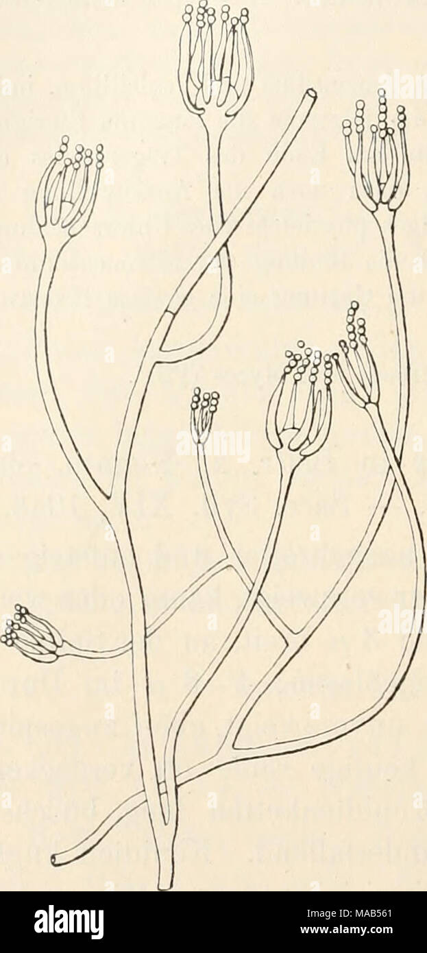 . Il dott. L. Rabenhorst's Kryptogamen-Flora von Deutschland, Oesterreich und der Schweiz . Citromyces glaber Wehm. Konidienträger. Vcrgr. .500. (Nach Wehmer.) XXXIY. Link Peiiicillium nel Magaz. Ges. Naturfr. Fr. Berlin III, 16 (1809); Spec. Impianto. I, 69. - Sacc. Syll. IV, 78. Syn. Ehodocephalus Corda Icona. Fung. Ho, 21 (1887). Trattino sterile kriechend, septiert, verzweigt, meist dichte Easen oder Decken von grösserer oder geringerer Ausdehnung bildend, die zuerst meist weiss sind und dann durch die darauf- Foto Stock