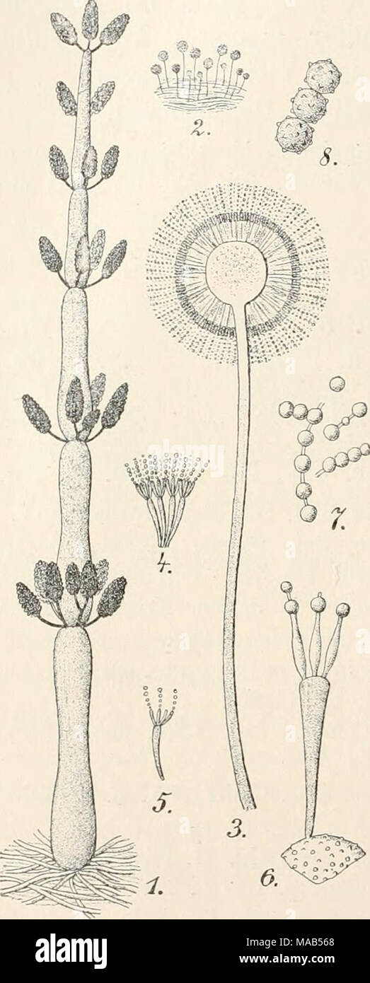 . Il dott. L. Rabenhorst's Kryptogamen-Flora von Deutschland, Oesterreich und der Schweiz . Aspergillus niger van Tieghem. 1. Modulo Monströse als Sceptro- myces Opizii corda. Stark vergr. (Nach Corda.) 2. Habitusbild, veloce nat. Gr. 3. Konidienköpfchen im optischen Längsschnitt. 4. - 6. In Sterigmen verschied. Vergr. 7. u. 8. In Sporen verschied. Vergr. (Nach Wehmer.) ganze Anzahl von Enzymen aus, gelatina wird verflüssigt (siehe die Literatur bei Wehmer 1. c). Der Farbstoff schwarzbraune wird nur in der Oberfläche der Konidien abgeschieden, andere Farb- stoffe fehlen. Foto Stock