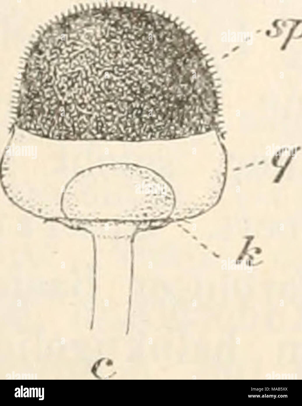 . Il dott. L. Rabenhorst's Kryptogamen-Flora von Deutschland, Oesterreich und der Schweiz . 0 Q^r^ rx Q .^ ^ 0 0*^ un Foto Stock