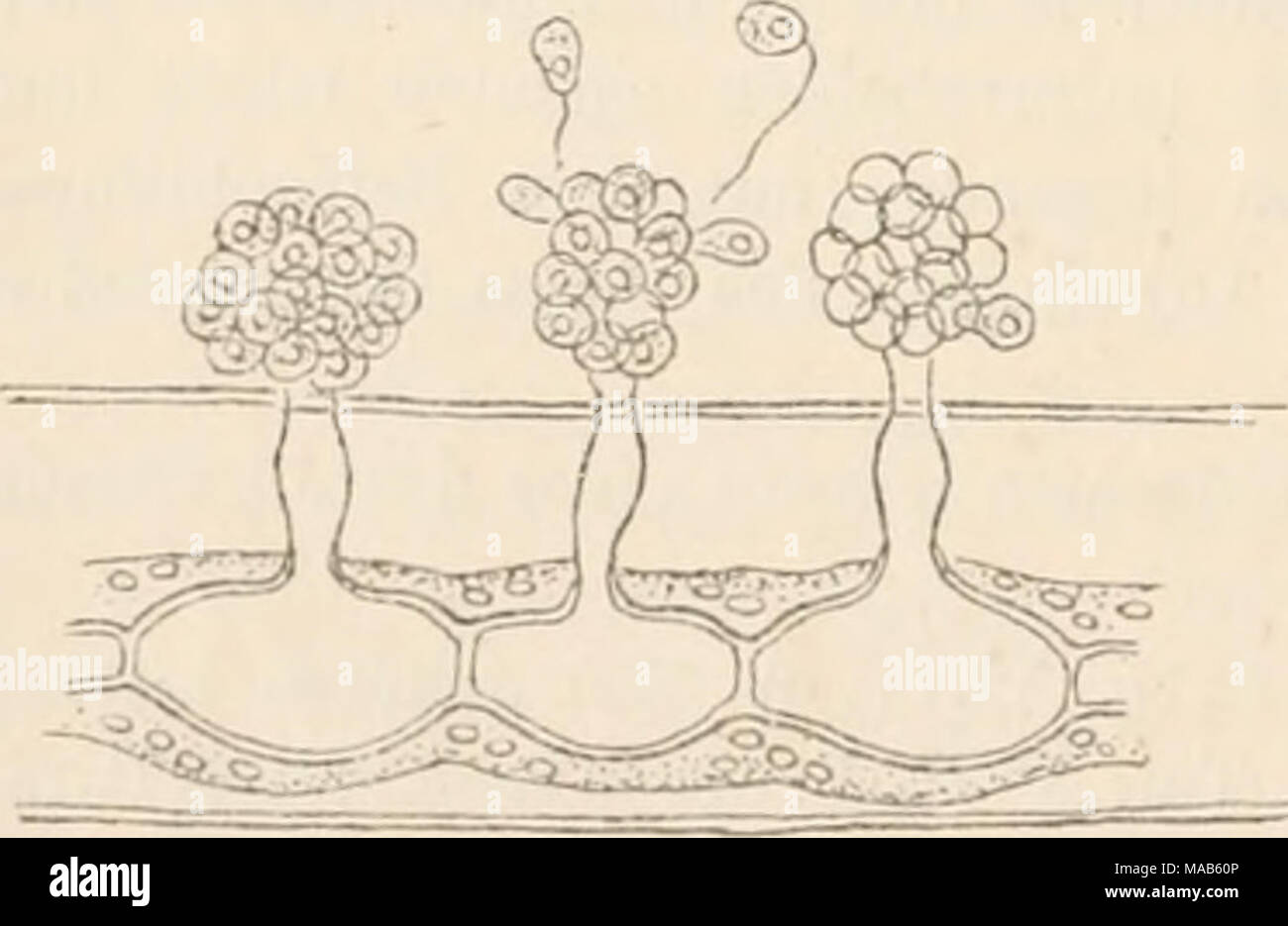 . Il dott. L. Rabenhorst's Kryptogamen-Flora von Deutschland, Oesterreich und der Schweiz . Achlyogeton. - A. entophytum. Drei Sporangien in einer Cladophora- zelle, den Austritt und die Häutung der Schwärmer zeigend, deren leere Membranen rechts allein noch vor der Sporangienmündung liegen (Vergr. circa 500, nach Schenk). Es liegt die Vern)utlmng nahe, dass man hier ein gewöhnliches Myzocytium vor sich hat, dessen Schwärmerentleerung unrichtig beobachtet ist. Freilich essere- schreibt Schenk die Häutung der SdiAvärmer ganz genau, così dass das obige Bedenken unberechtigt erscheinen muss. Das von Cornu b Foto Stock