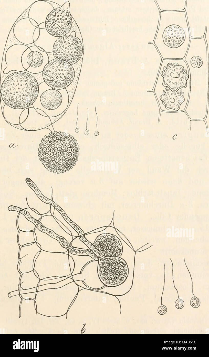 . Il dott. L. Rabenhorst's Kryptogamen-Flora von Deutschland, Oesterreich und der Schweiz . Olpidium. - Un 0. gregarium in einem Eotatorienei, mehrere Sporangien in verschiedenen Entwickelungsstadien, rechts die Schwärmer (Vergr. 400, nach Nowakowski). b und c 0. Brassicae in einem Kohlkeimling, b Sporangien mit langem Entleerungshals, rechts die Sporen, c Zwei reife, grobwarzige Dauersporen und zwei jüngere Entwickelungszustände derselben (Vergr. 500, nach Worouiu). Foto Stock